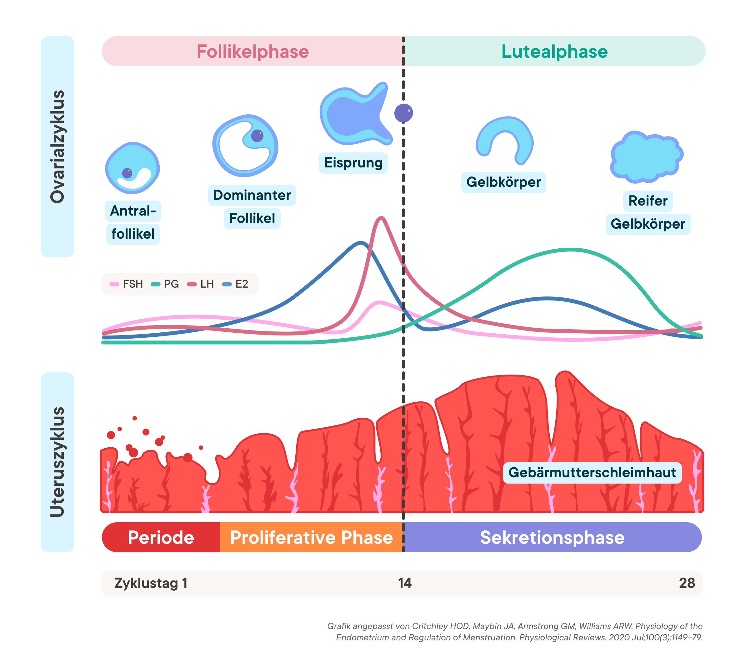 Phases of the menstrual cycle graph showing ovarian and uterine cycles