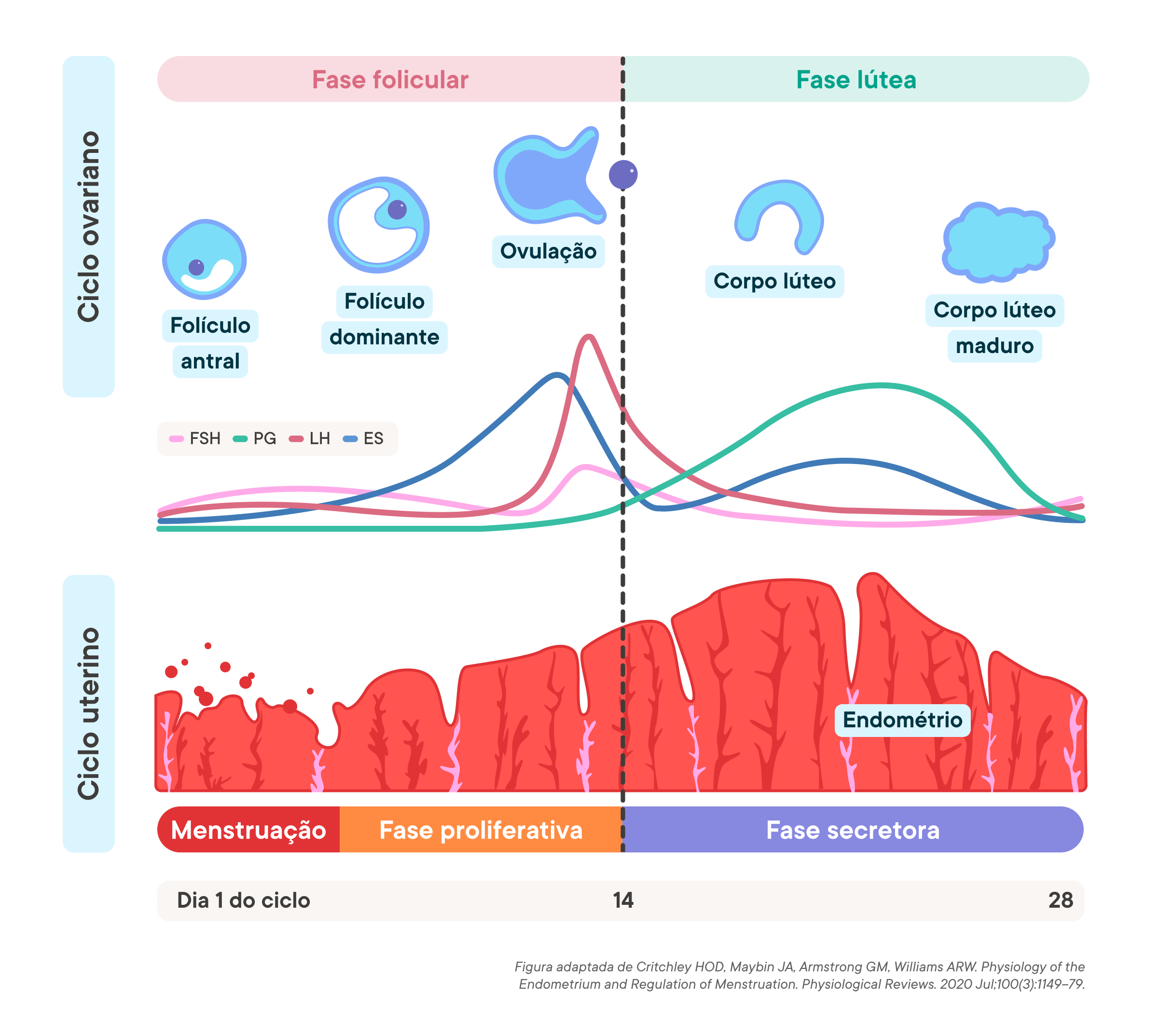 Phases of the menstrual cycle graph showing ovarian and uterine cycles