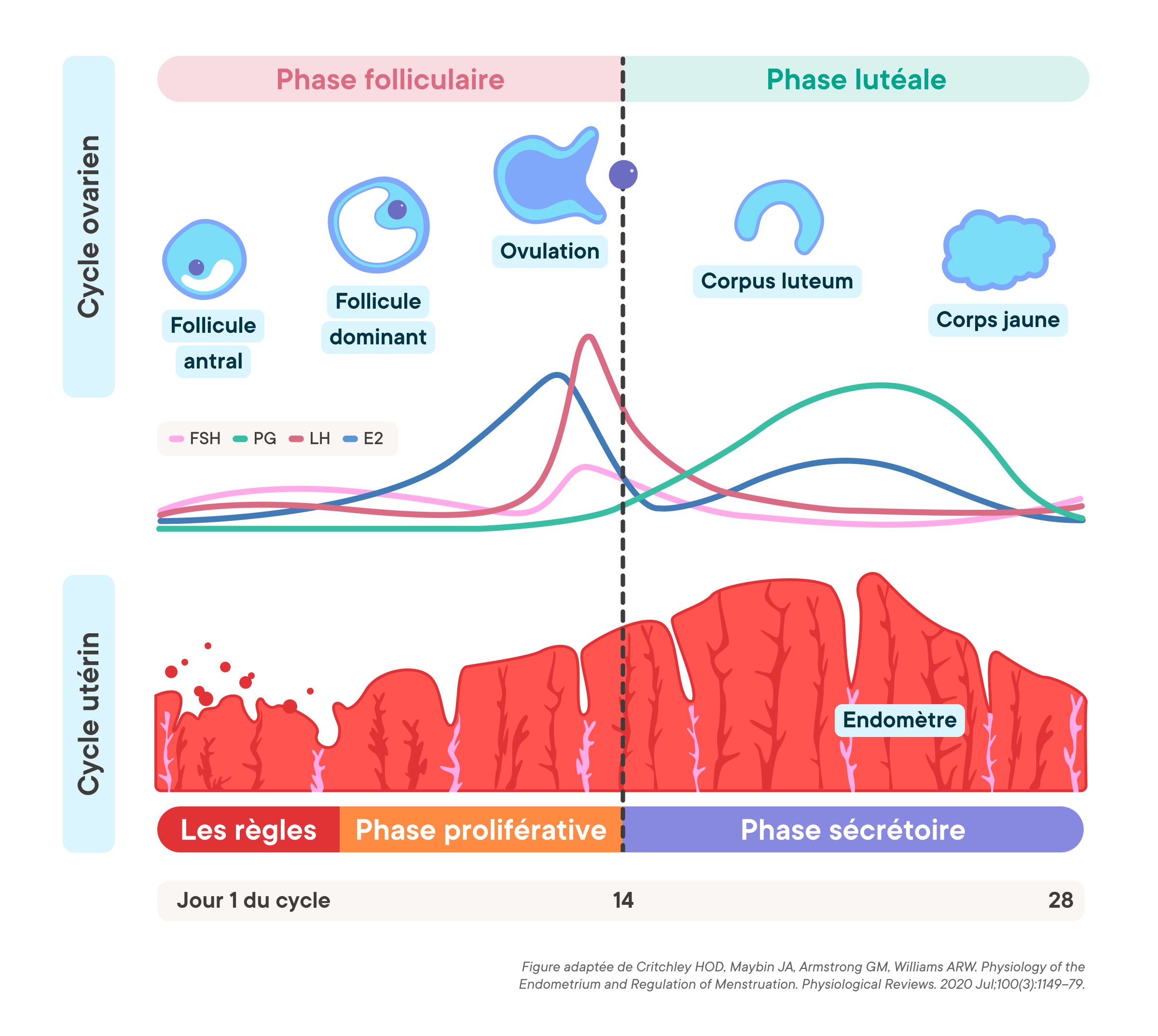 Phases of the menstrual cycle graph showing ovarian and uterine cycles