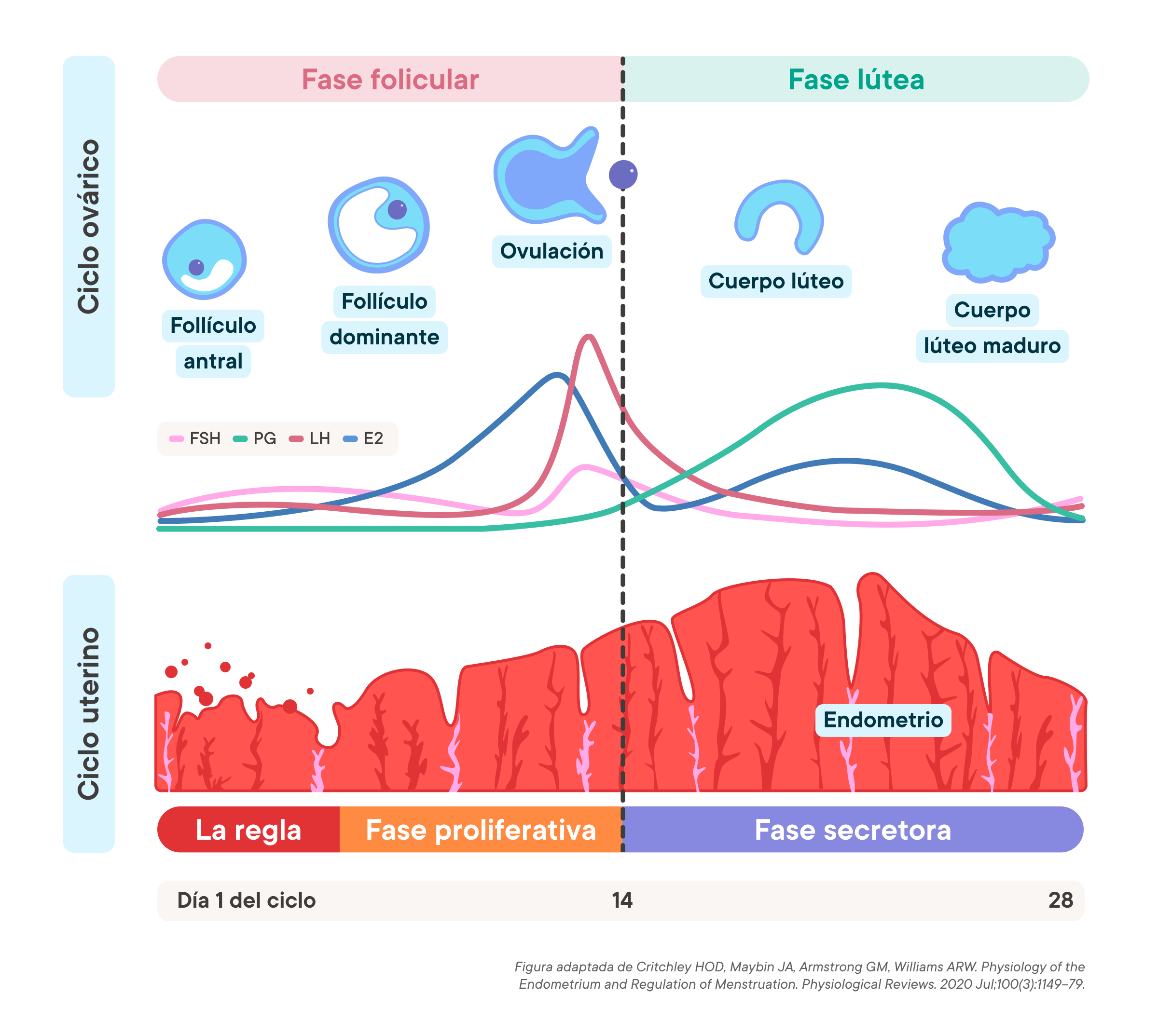 Phases of the menstrual cycle graph showing ovarian and uterine cycles