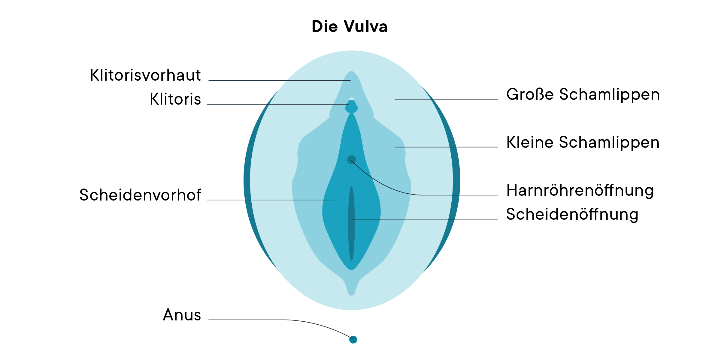 Ein Diagramm der Vulva