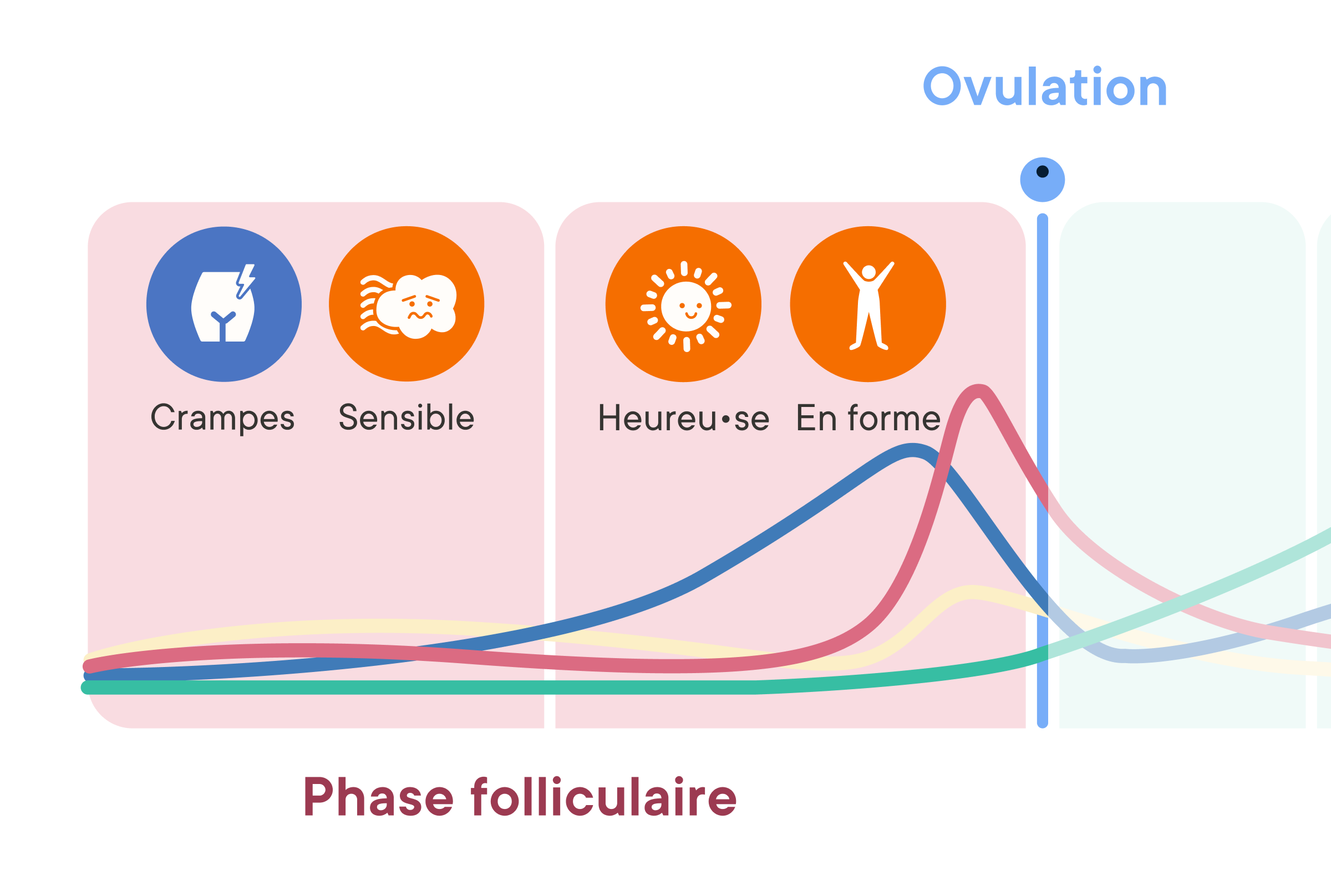 Cycle Phase Insights chart showing hormone levels across the follicular phase with common symptoms like cramps, sensitivity, energy, and happiness, leading up to ovulation