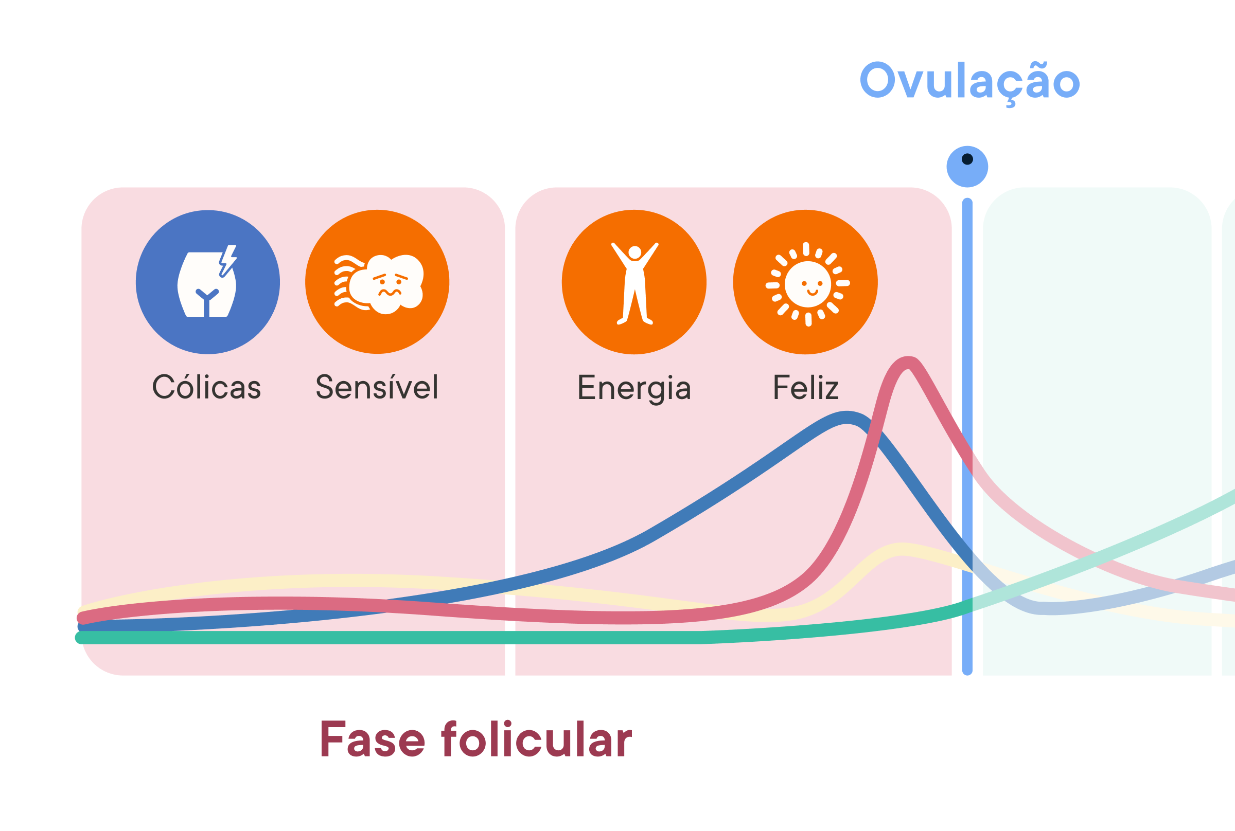 Cycle Phase Insights chart showing hormone levels across the follicular phase with common symptoms like cramps, sensitivity, energy, and happiness, leading up to ovulation