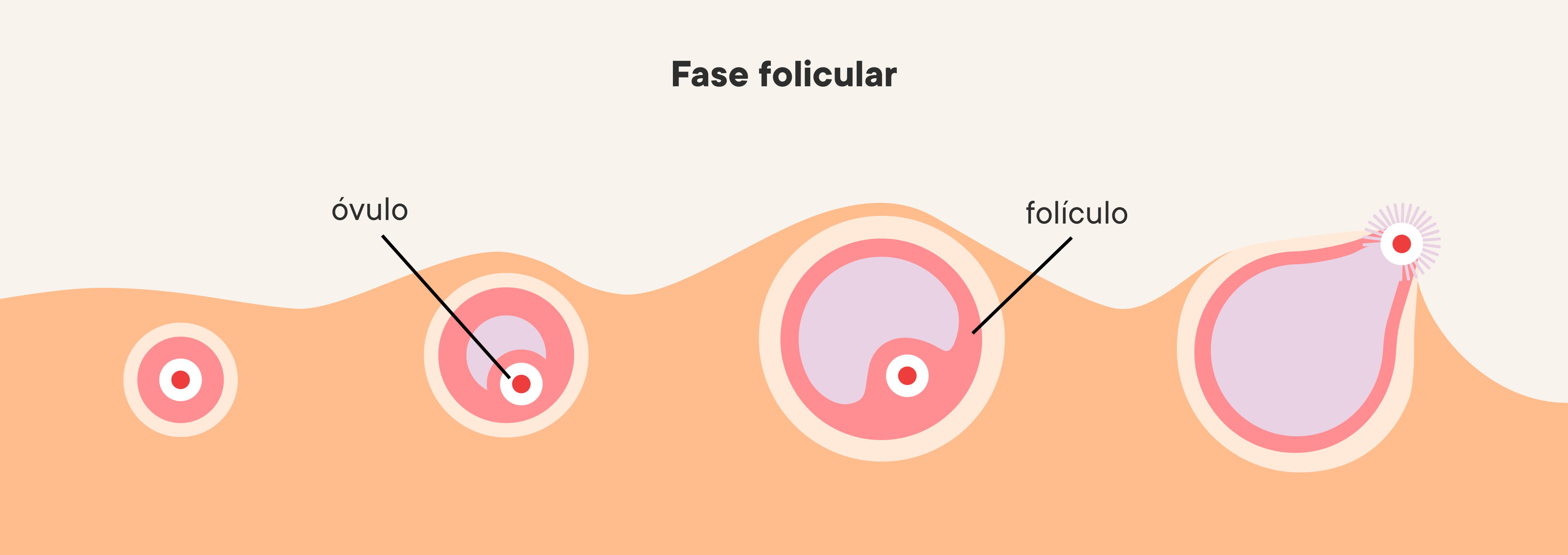 Ilustración de la progresión de la fase folicular en los ovarios.