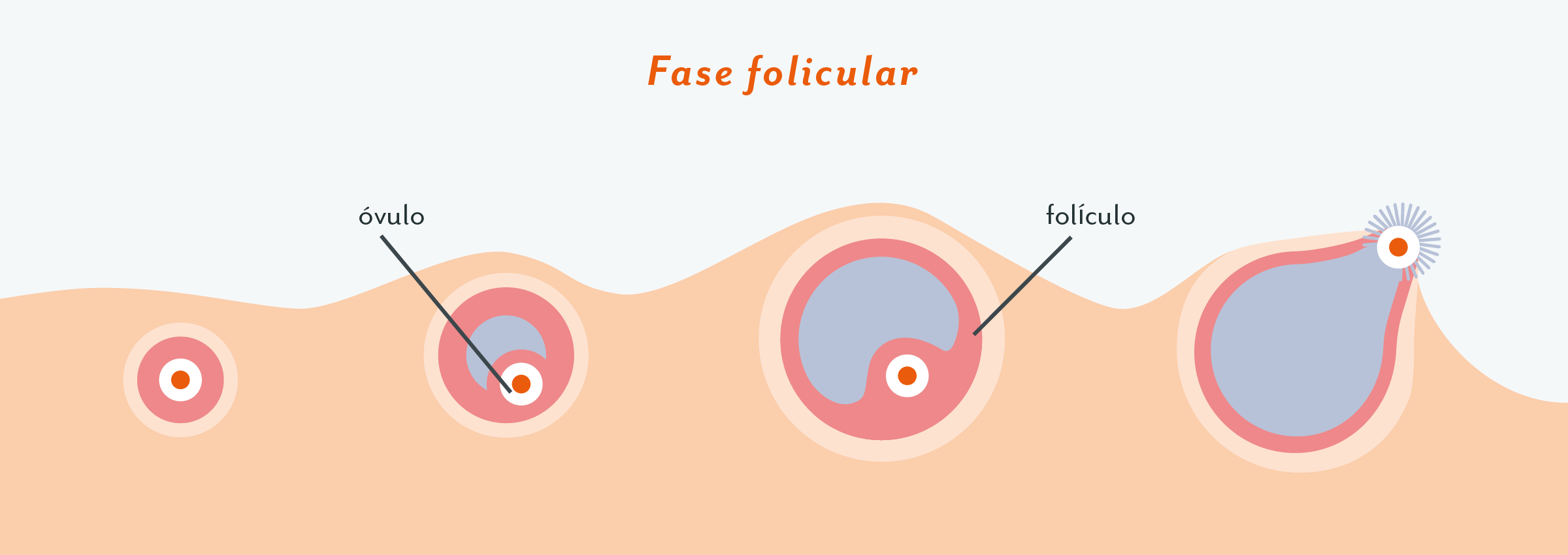 FASE FOLICULAR