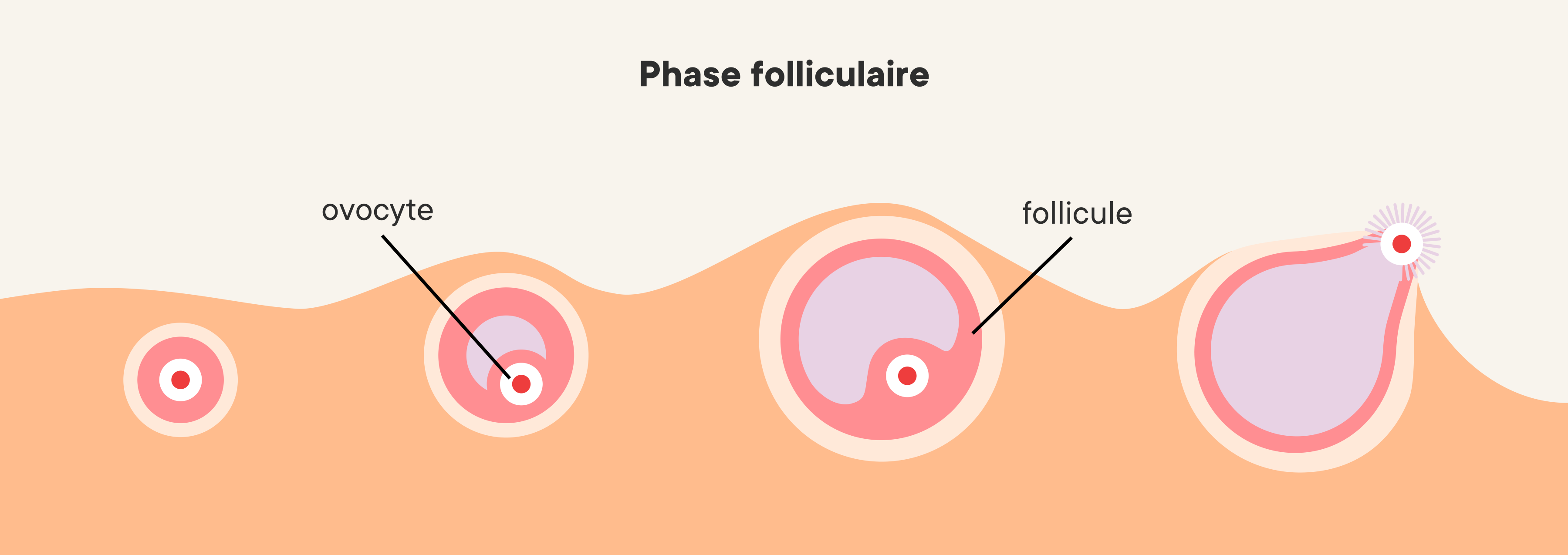 Illustration de la progression de la phase folliculaire dans les ovaires
