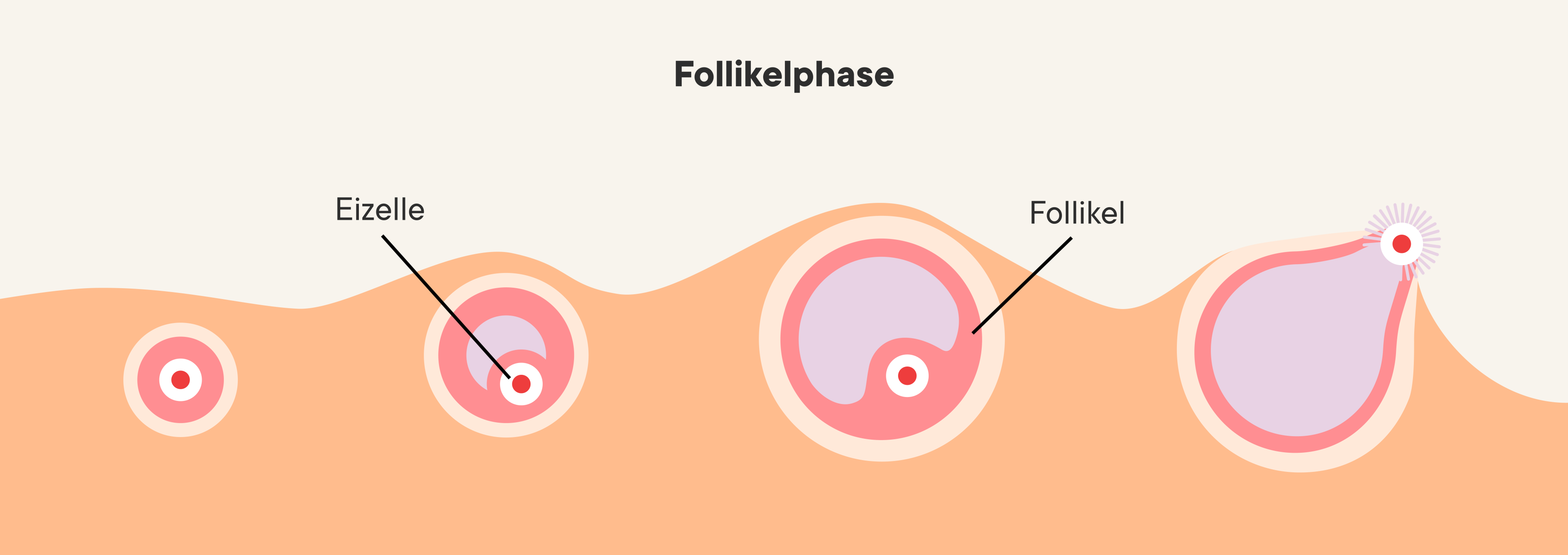 Illustration des Verlaufs der Follikelphase in den Eierstöcken