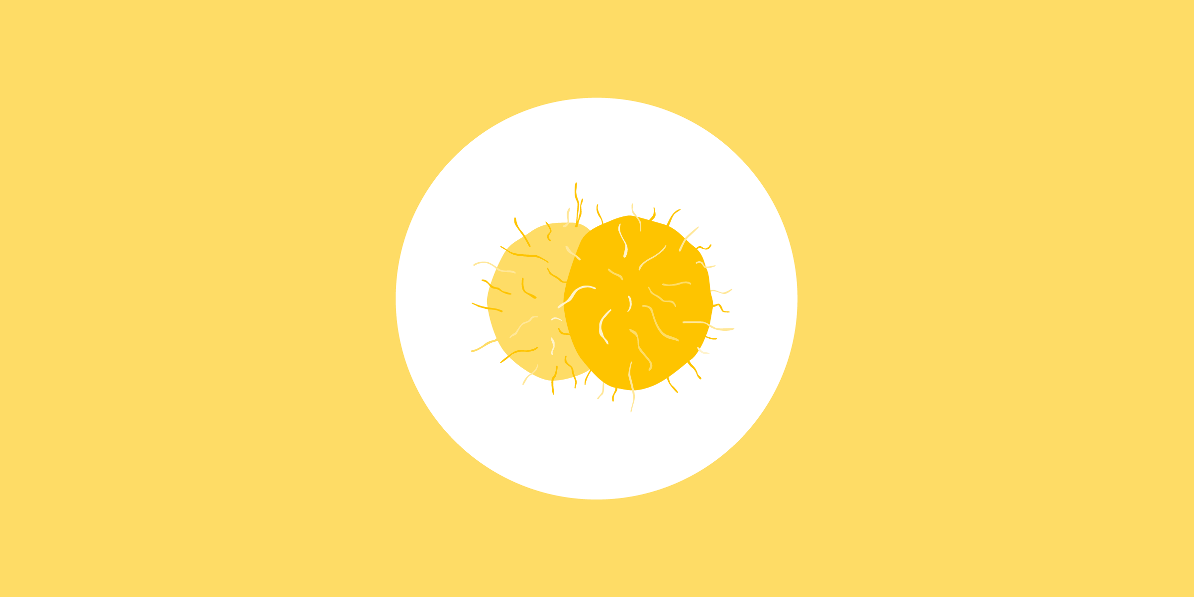 A paired spherical bacterium with hairs (pili) on the surface