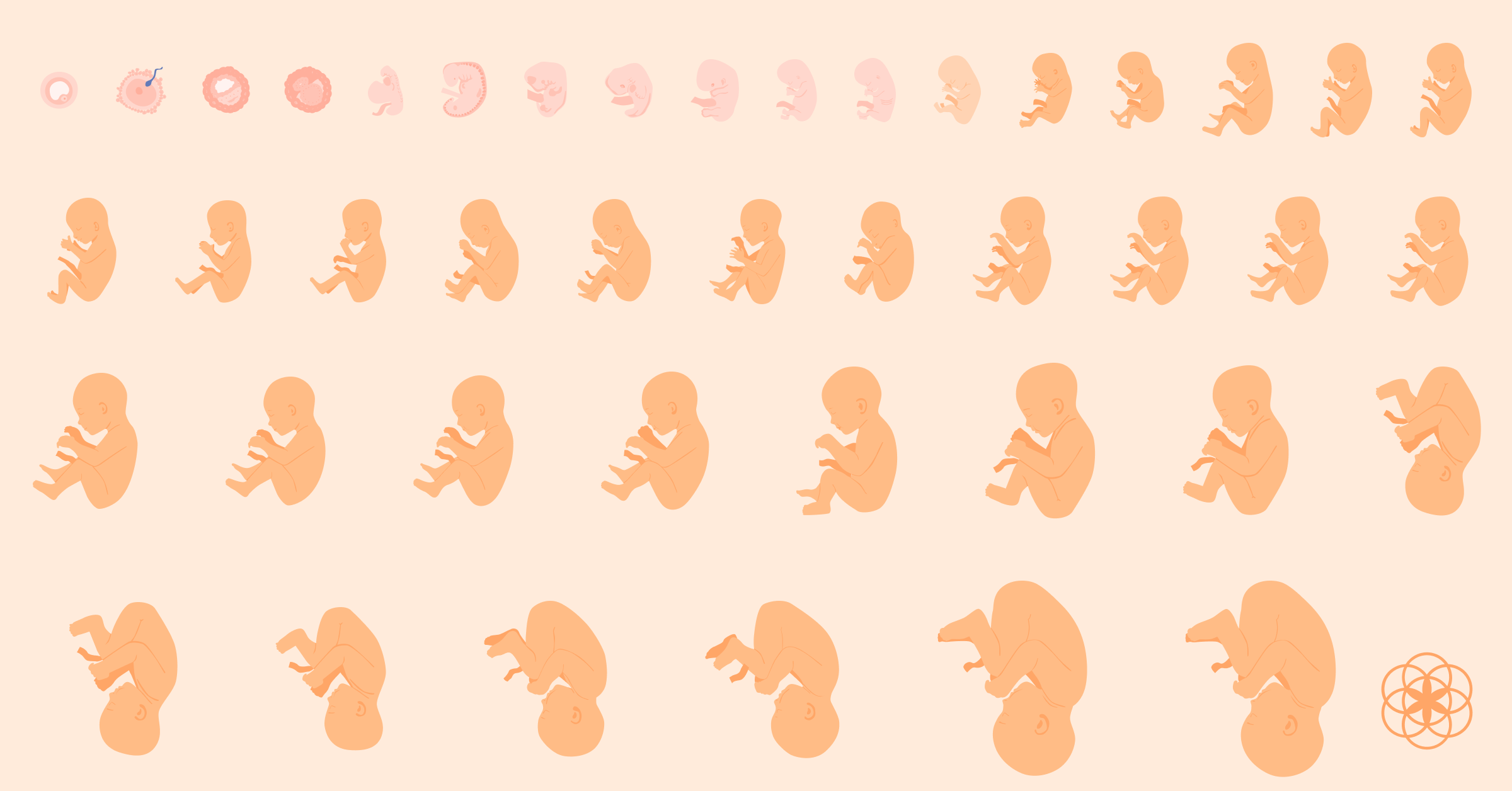 the growth cycle of a fetus