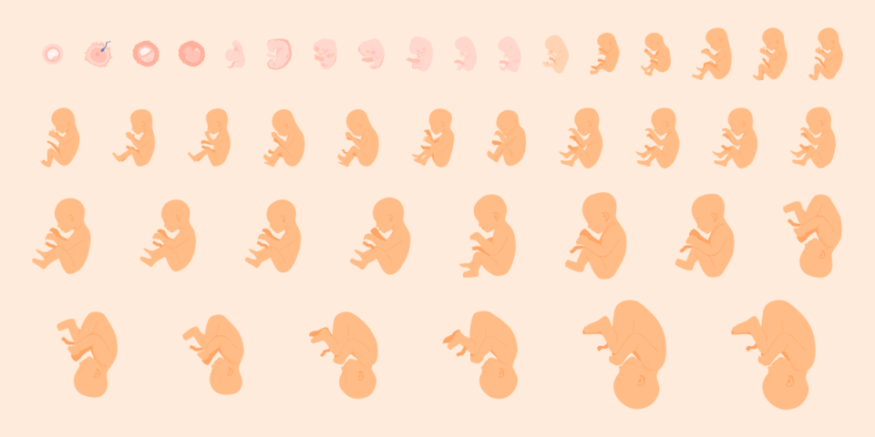 An illustration of the development of an embryo.
