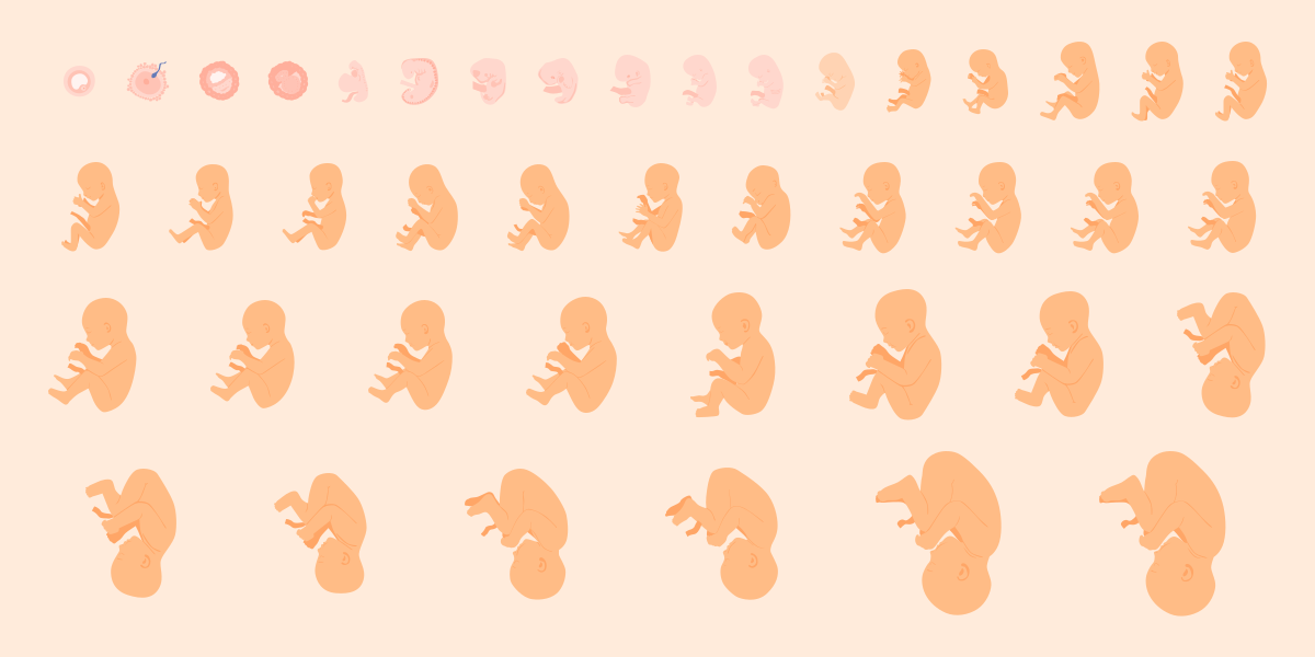 Uma ilustração do crescimento de um embrião.