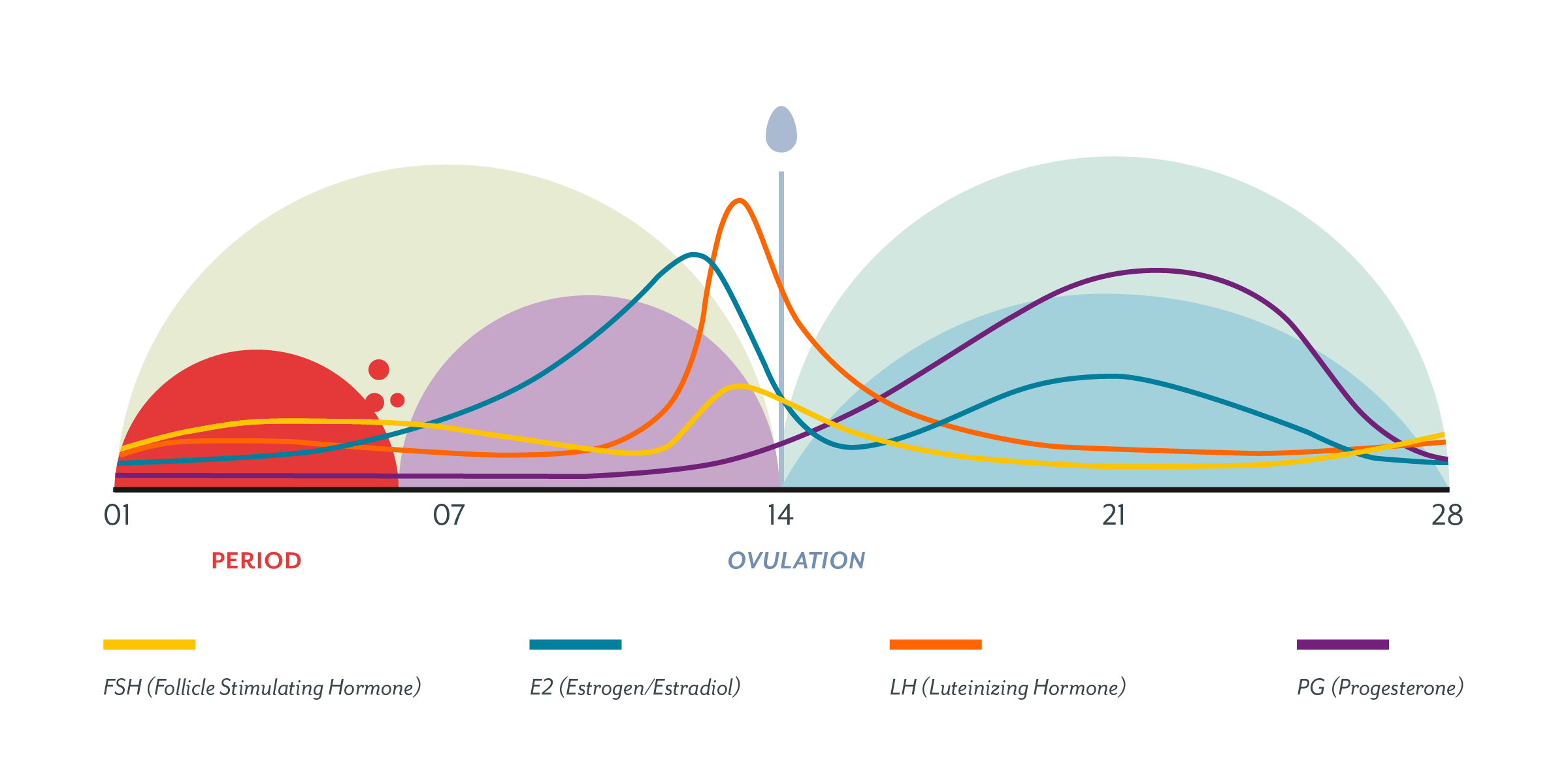 days between menstrual cycle