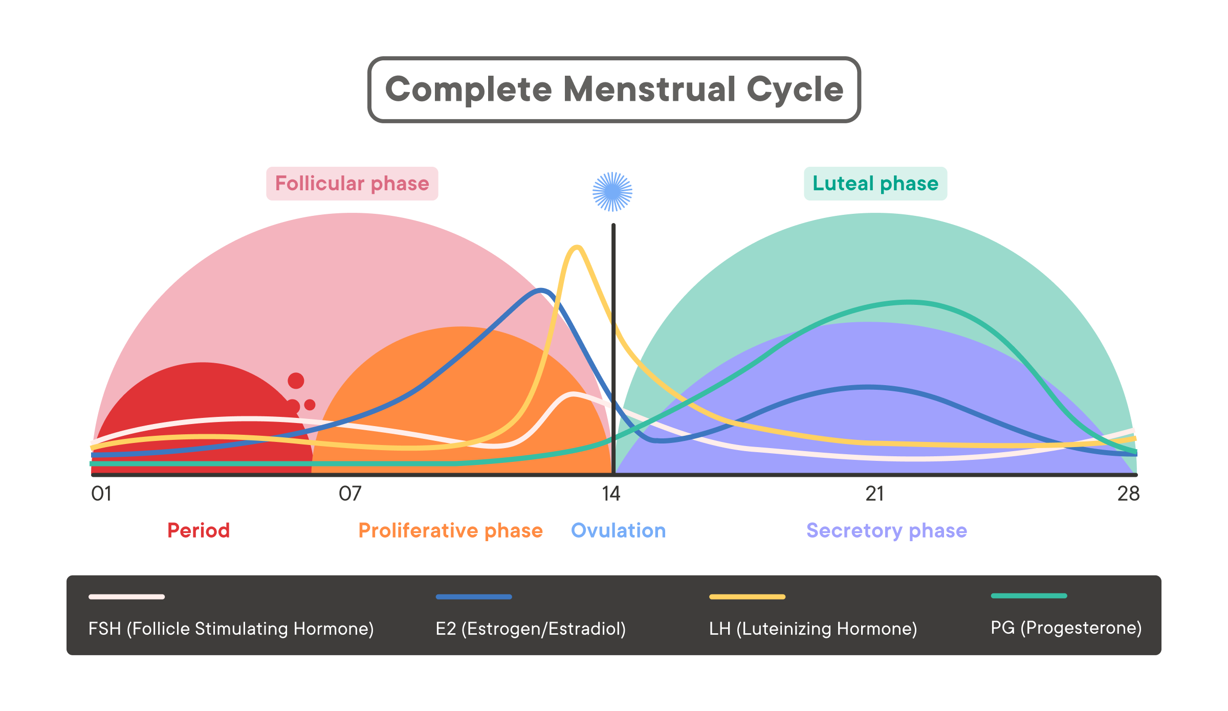 Menstrual Cycle Hormonal Changes (Credit to Clue app)