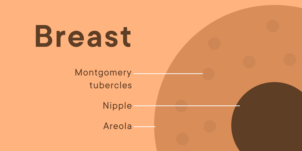Different Types Of Boobs And Nipples different-types-of-boobs-and-nipples