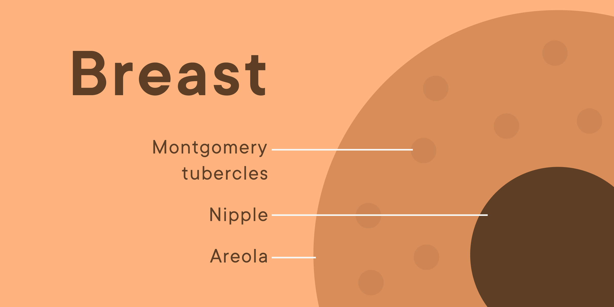 Diagram showing the breast, areola, nipple and Montgomery tubercles