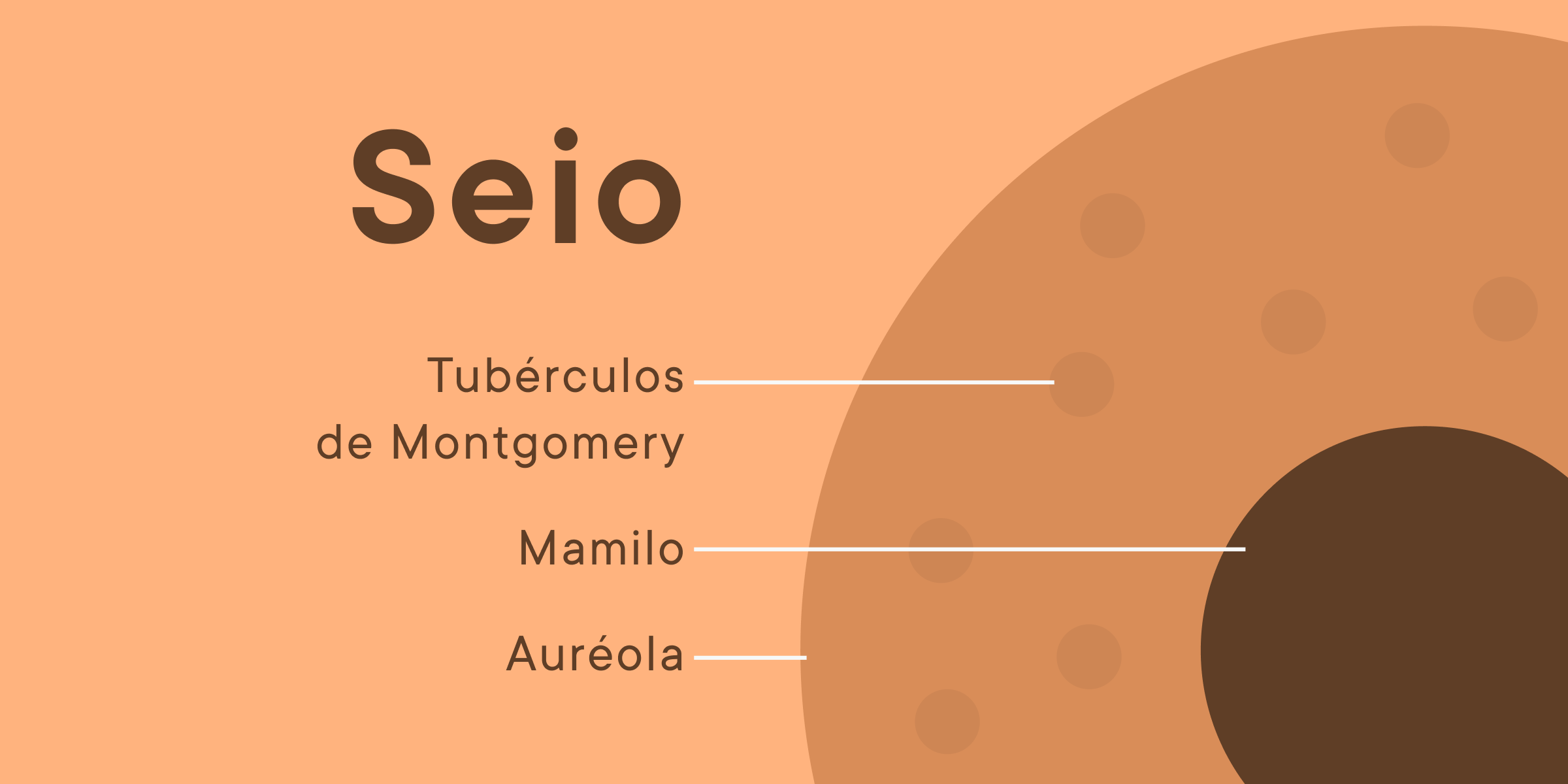 Variedades, formatos e tipos de seios e mamilos