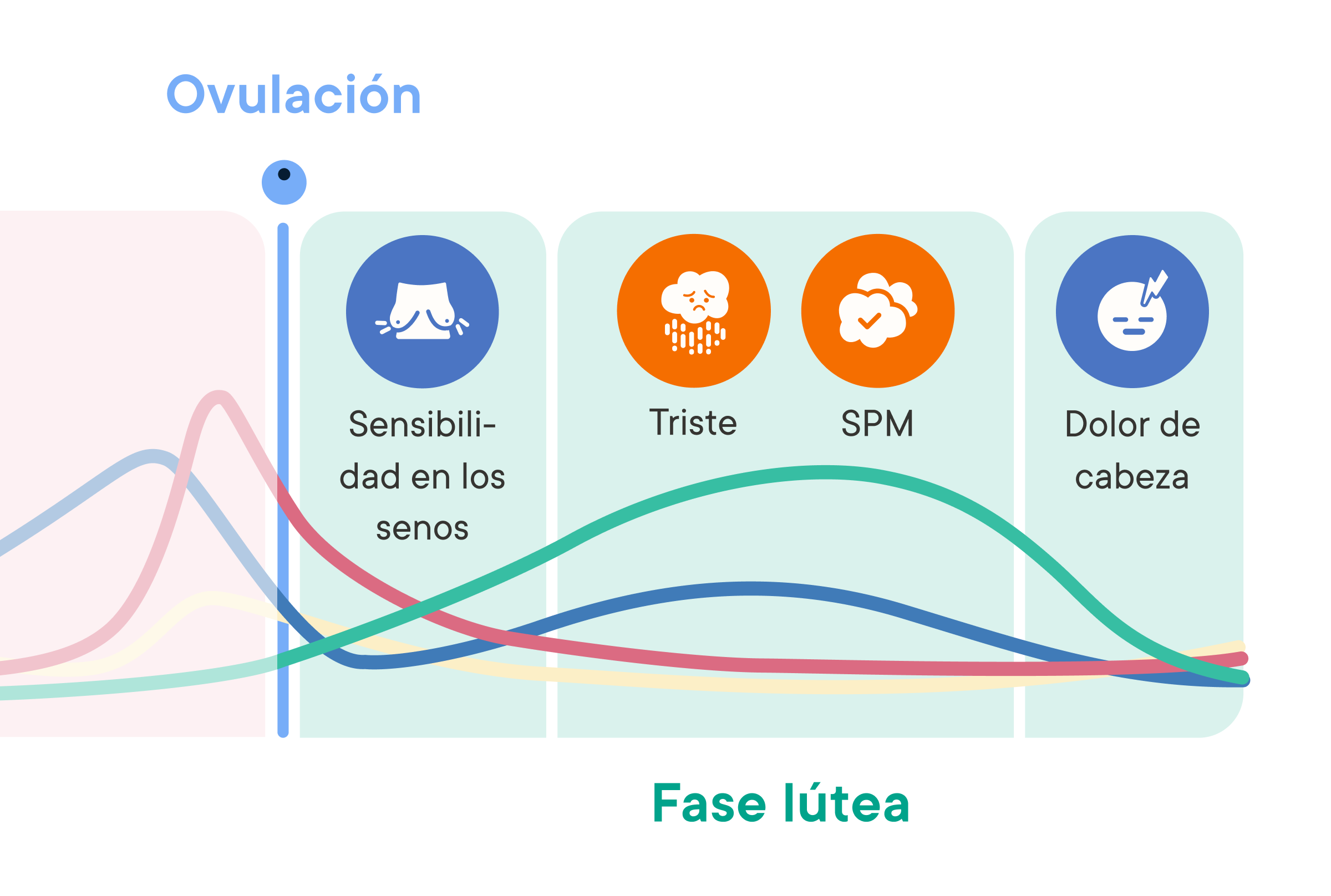 Cycle Phase Insights chart showing hormone levels across the luteal phase with common symptoms like breast tenderness, sadness, PMS, and headaches.