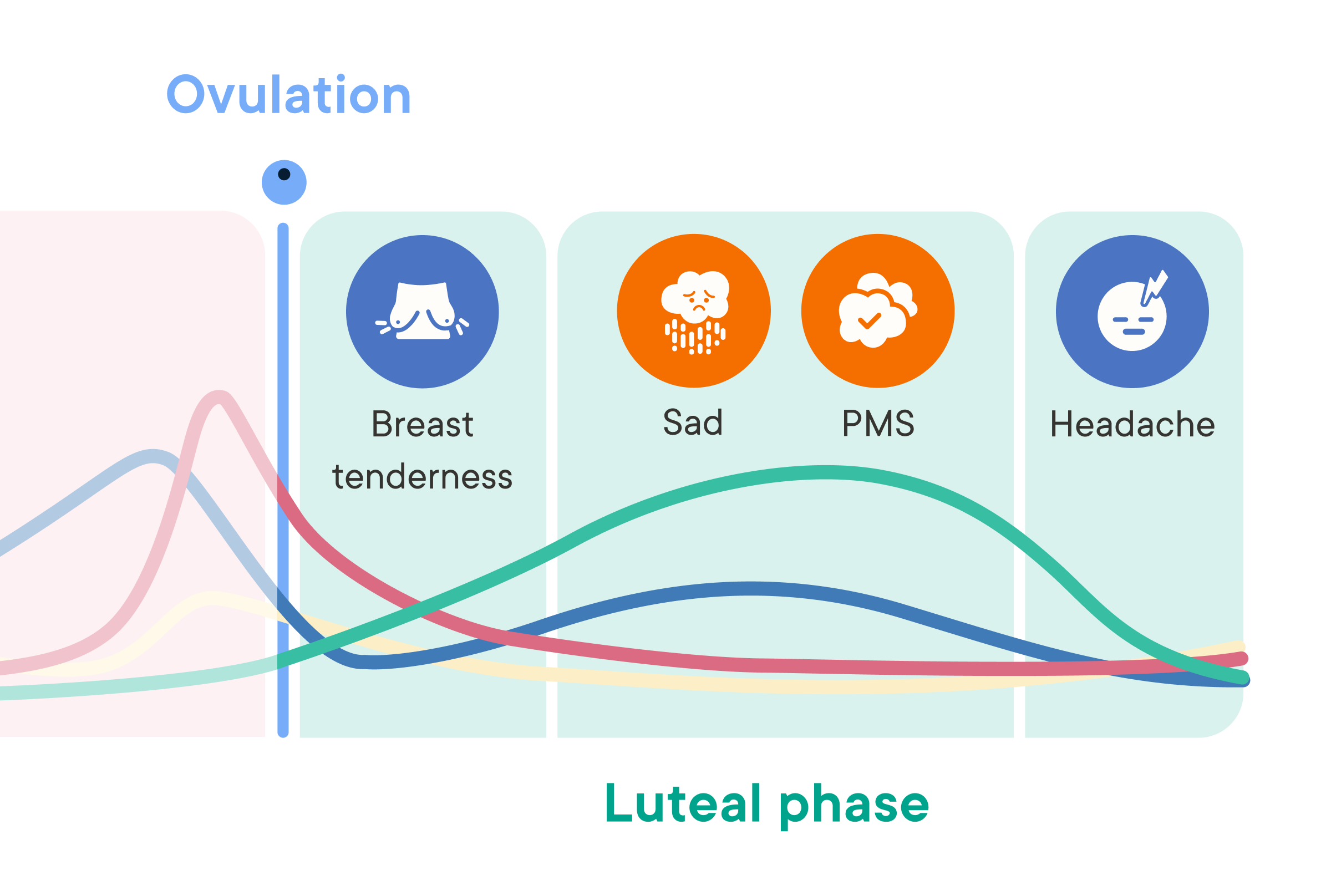 Cycle Phase Insights chart showing hormone levels across the luteal phase with common symptoms like breast tenderness, sadness, PMS, and headaches.