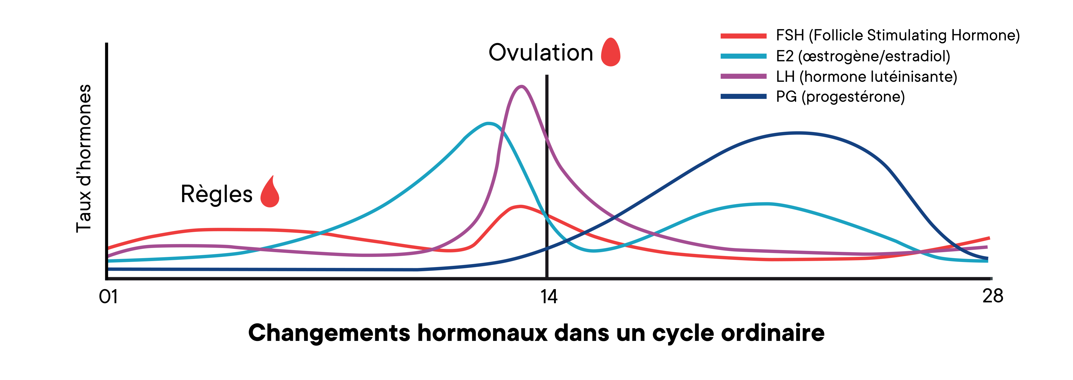 Un graphique montrant les changements des niveaux d'hormones dans un cycle moyen au fil du temps