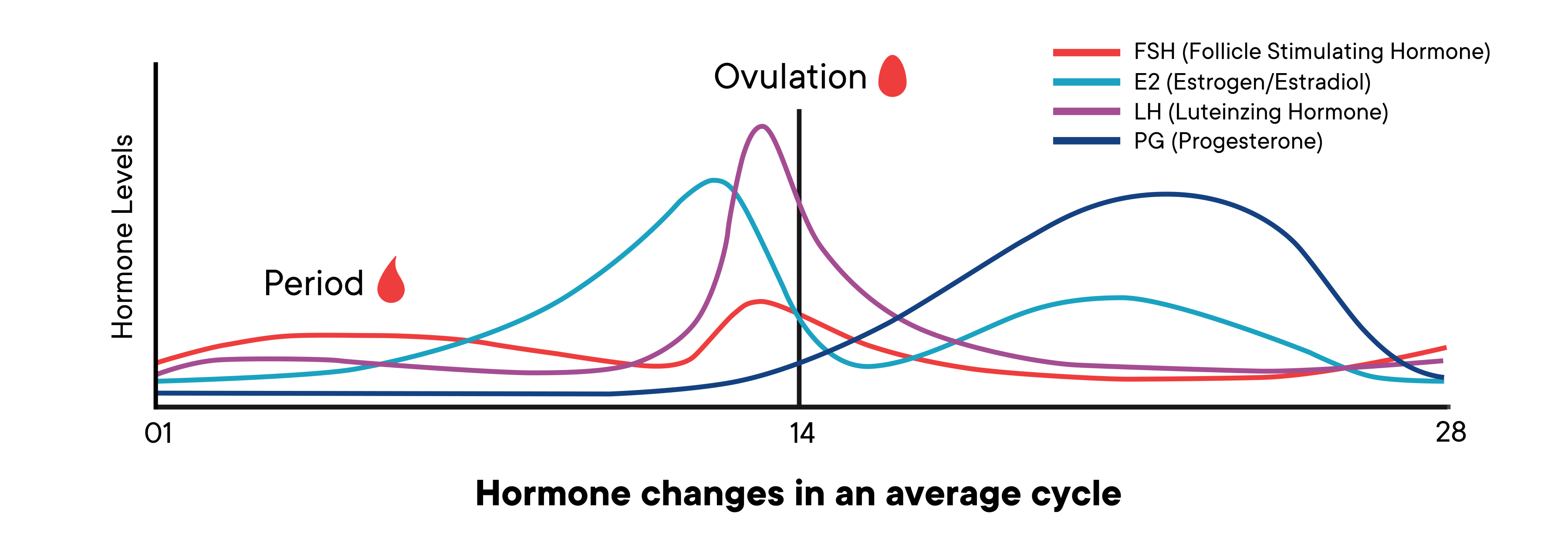 A graph showing the changes of hormone levels in an average cycle over time