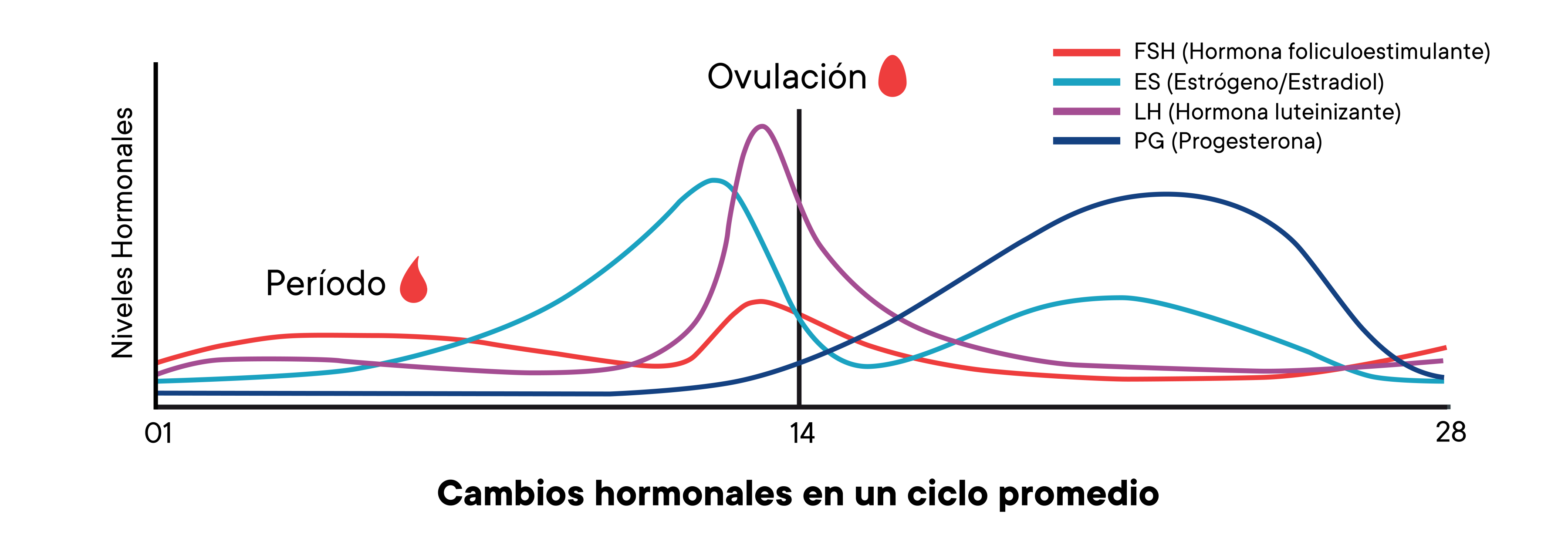 Un gráfico que muestra los cambios de los niveles hormonales en un ciclo promedio a lo largo del tiempo.
