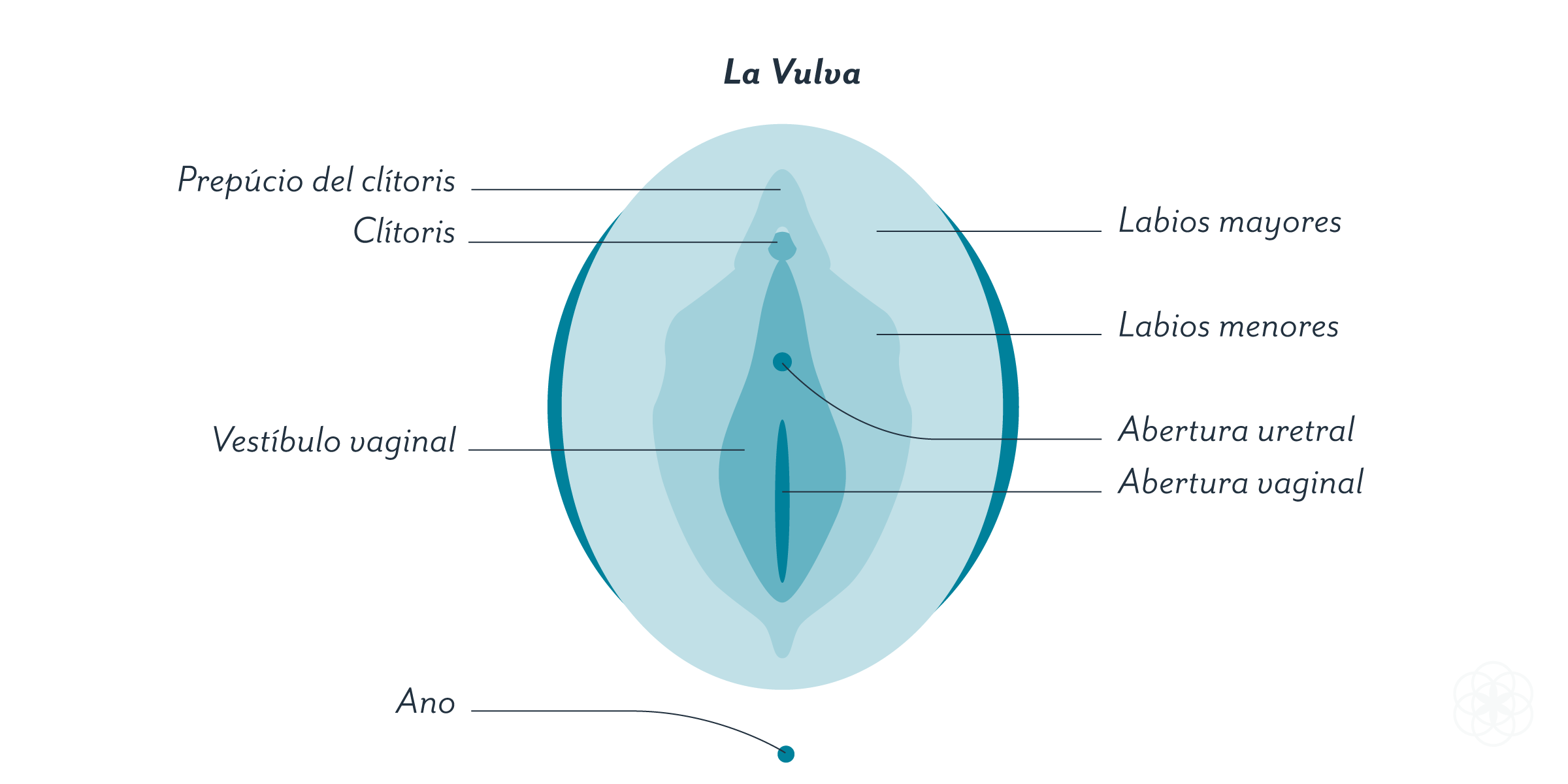 Diagrama de la vulva