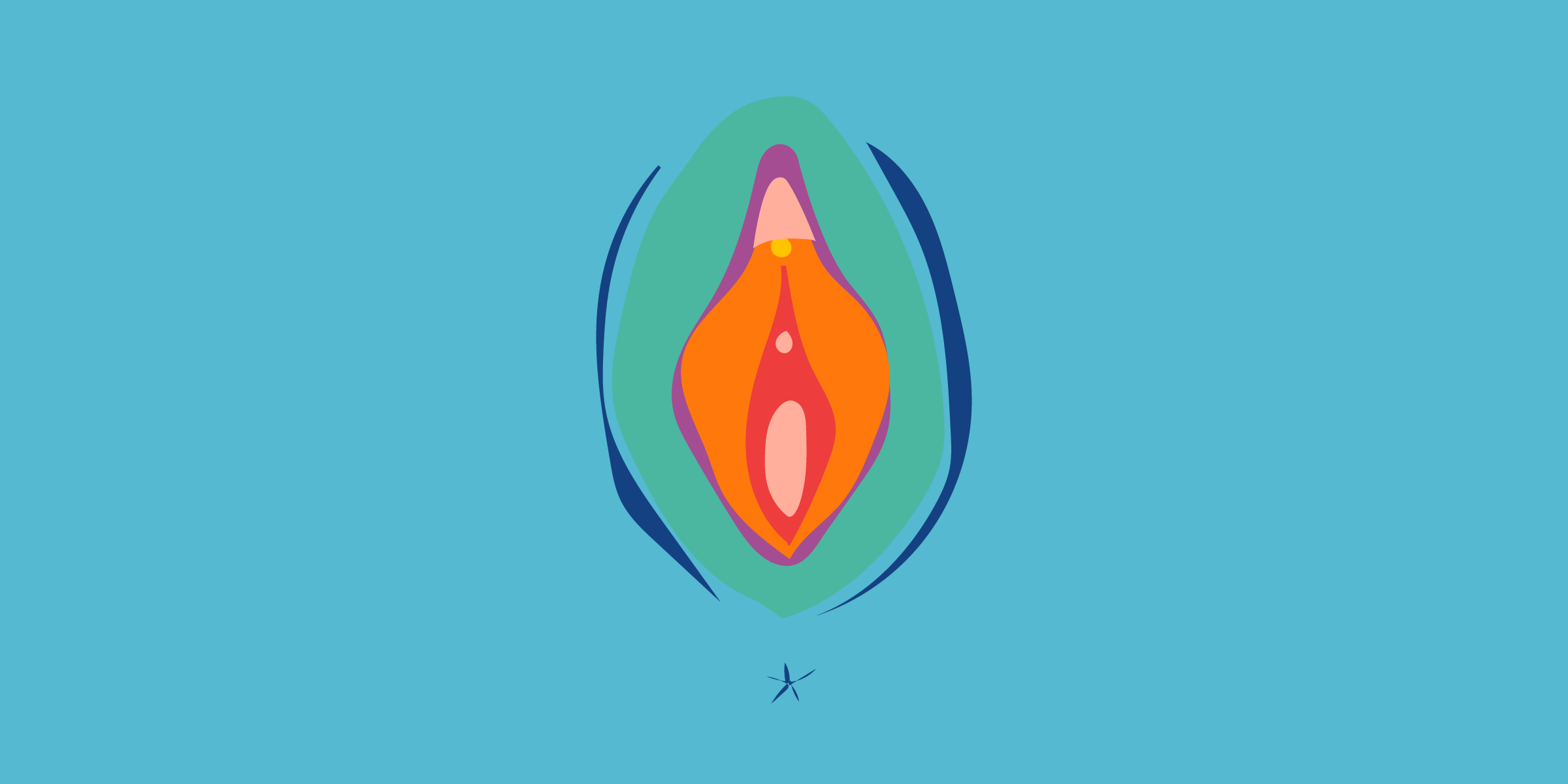 An illustration of the vulva and clitoris 