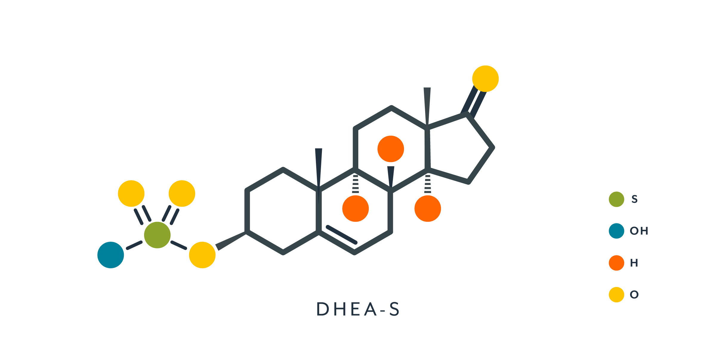 Molécula de DHEA-S