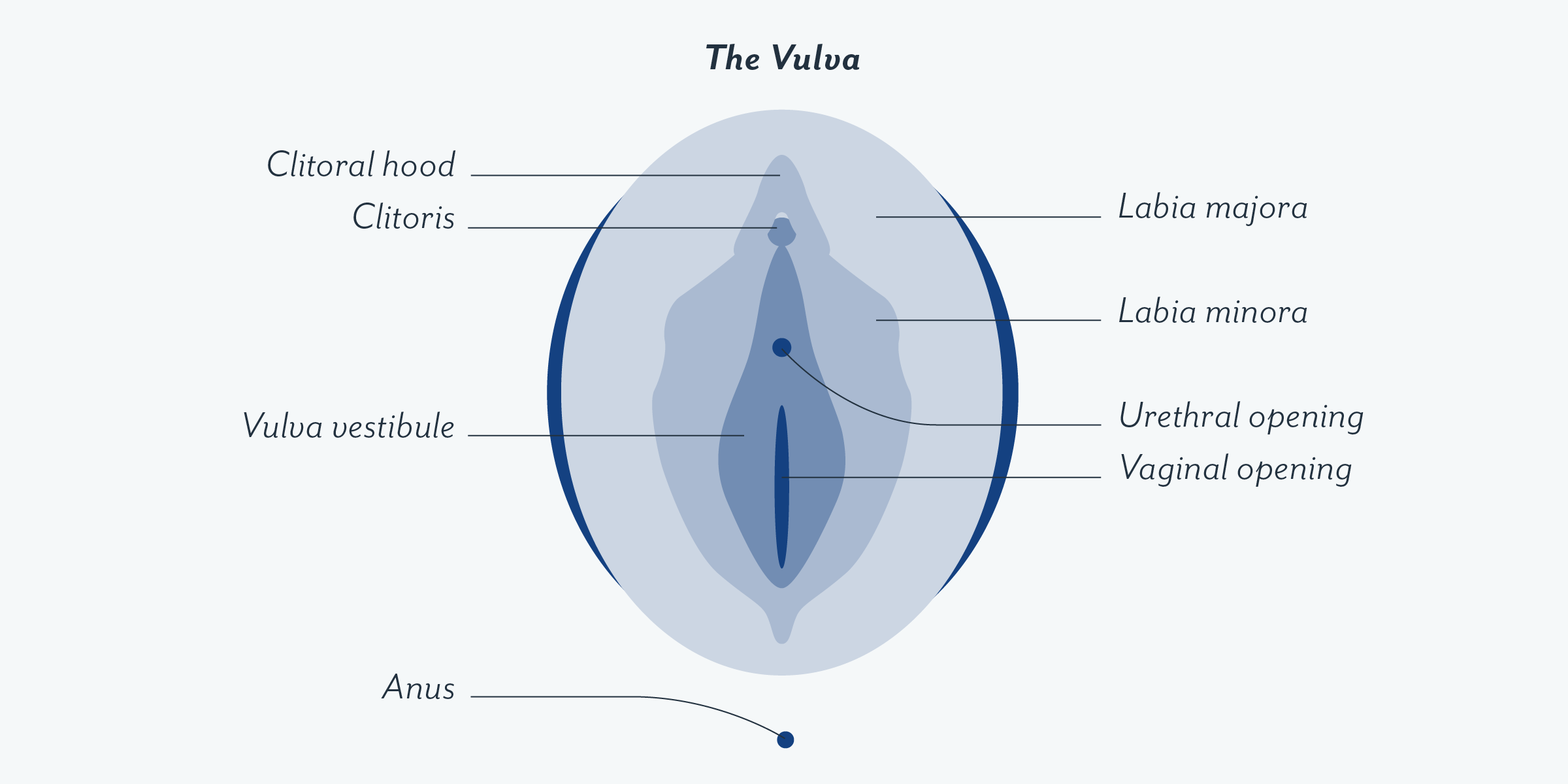 Vulva Structures