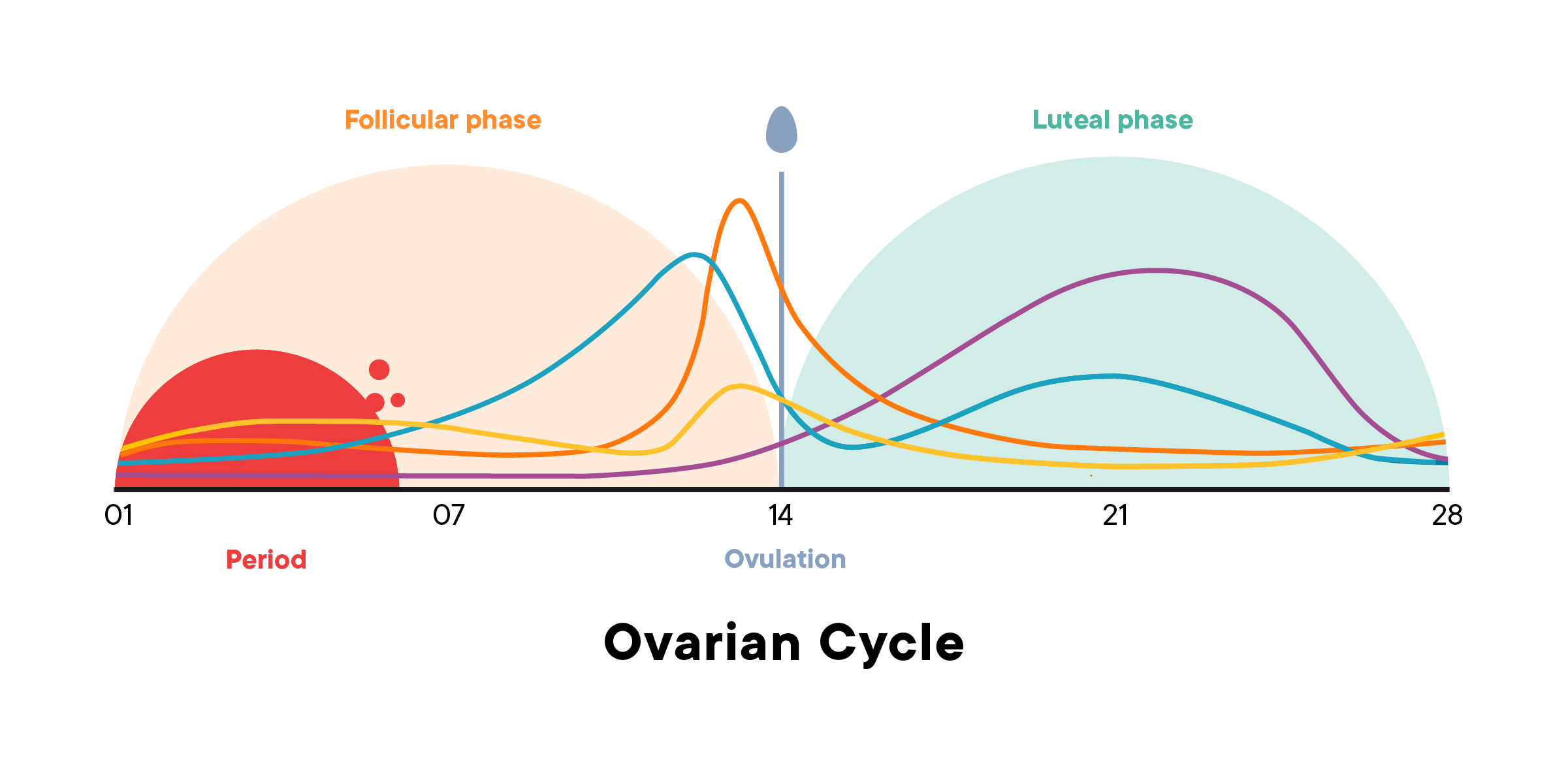 the-menstrual-cycle-phases-of-your-cycle