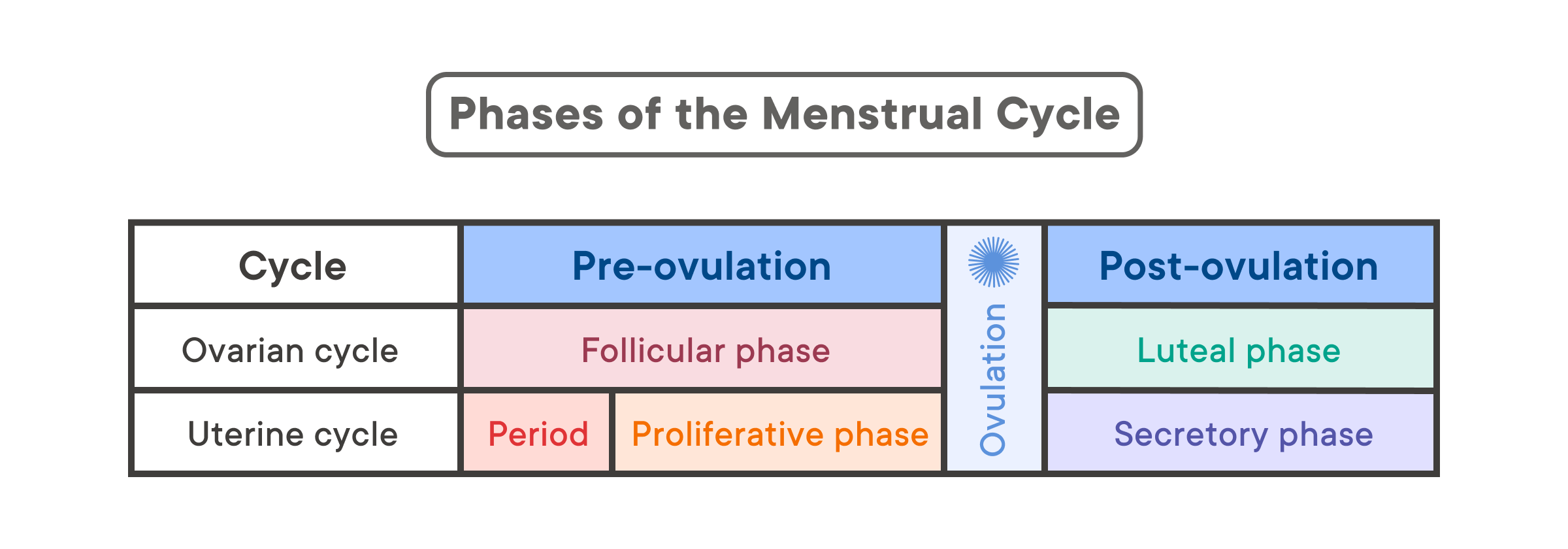 The Menstrual Cycle: Phases Of Your Cycle - Bút Chì Xanh