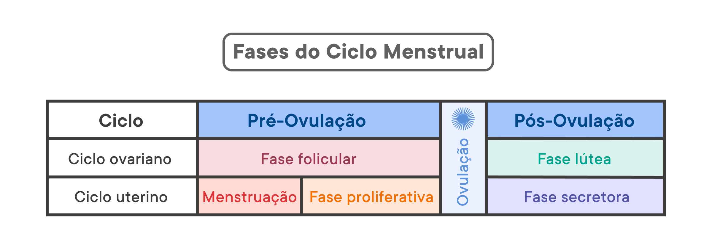 Menstruação: o que é, ciclo e ovulação - Toda Matéria