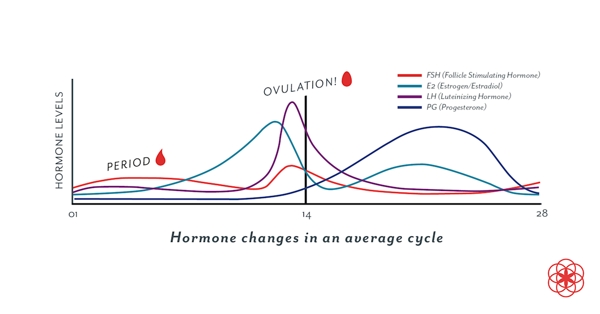 Estr Graph Estrogen: Definition, Symptoms, and More