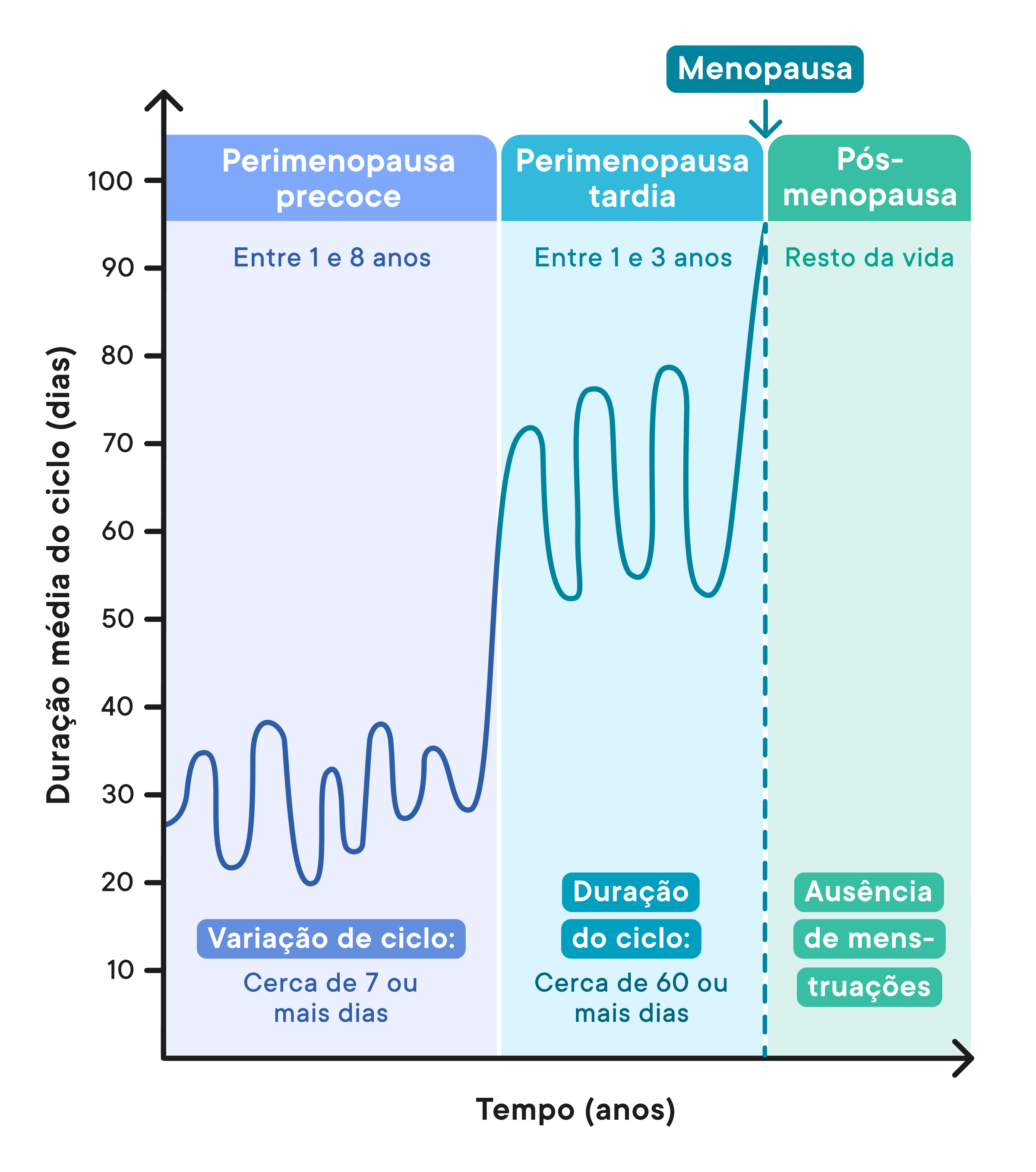 diagram from Clue showing the different perimenopause stages including early perimenopause, late perimenopause, and post.