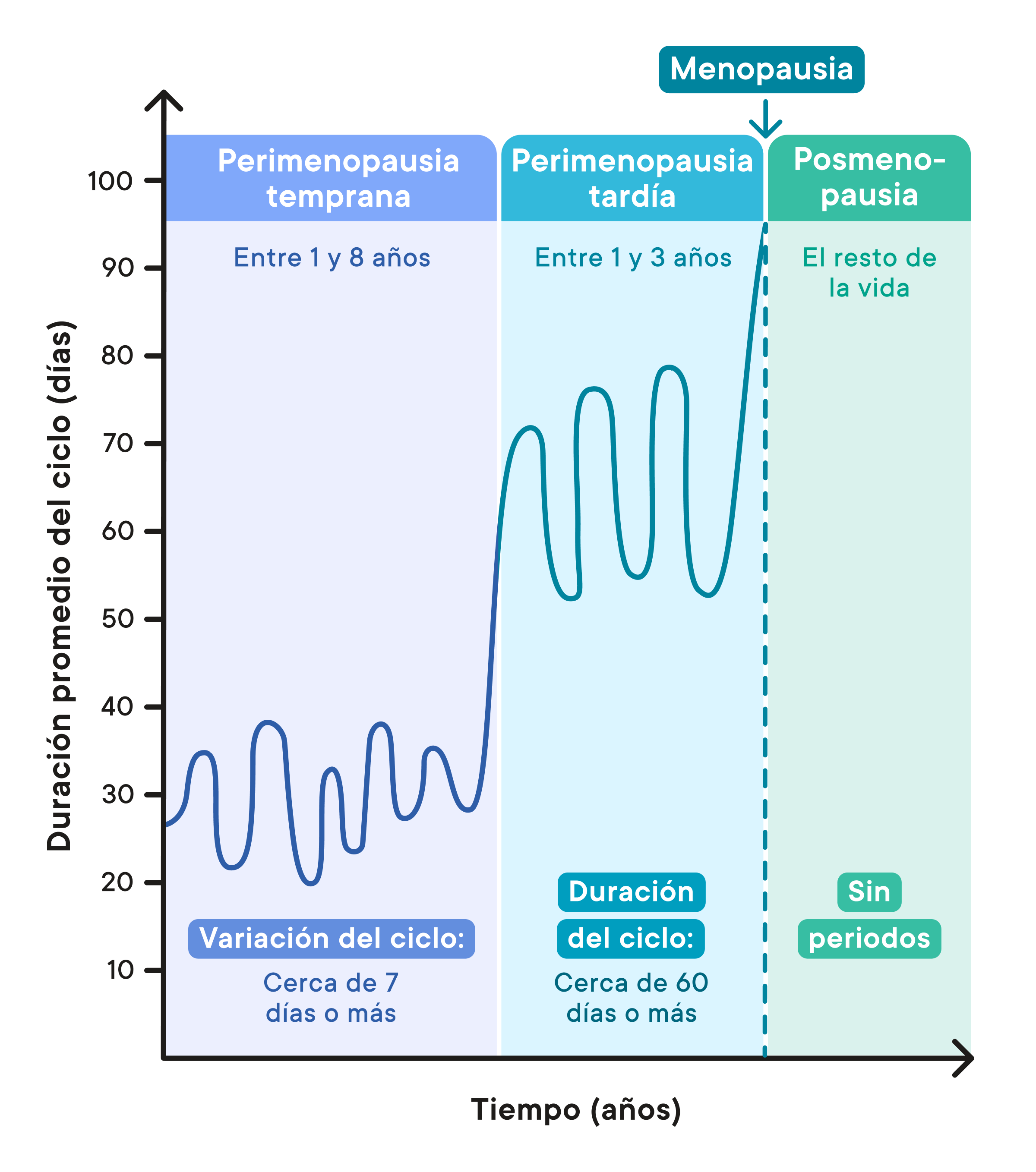 diagram from Clue showing the different perimenopause stages including early perimenopause, late perimenopause, and post. 