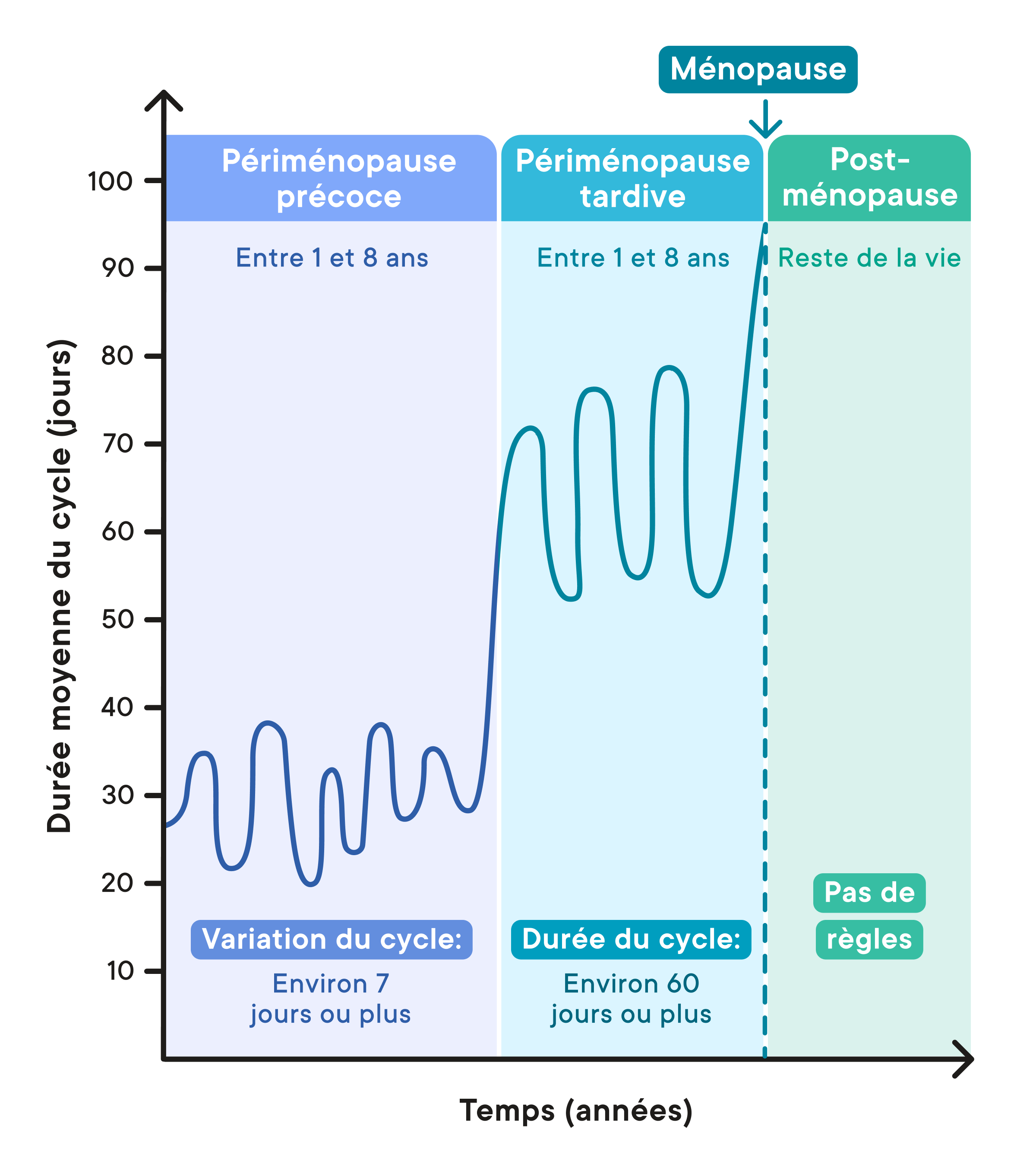 diagram from Clue showing the different perimenopause stages including early perimenopause, late perimenopause, and post. 