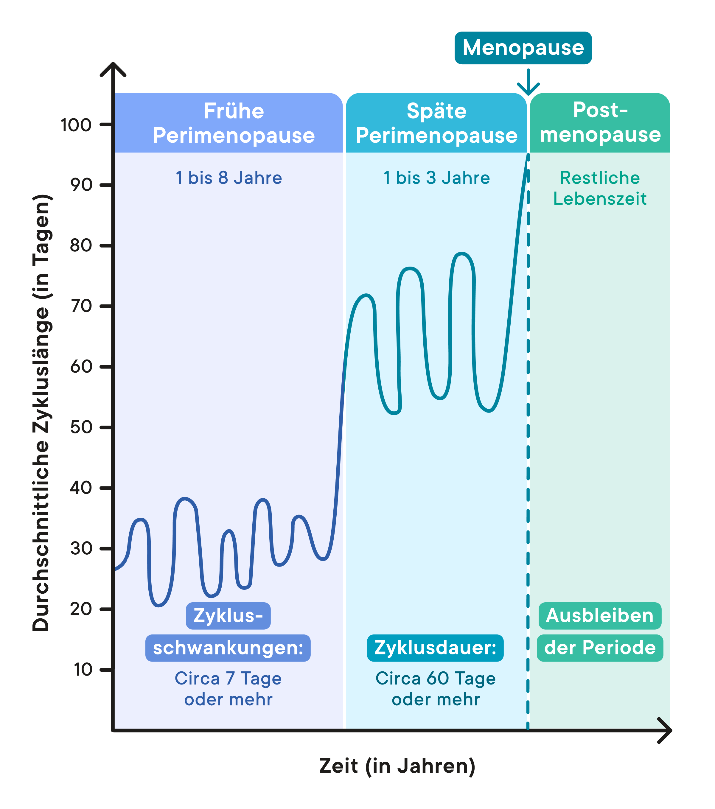 diagram from Clue showing the different perimenopause stages including early perimenopause, late perimenopause, and post. 