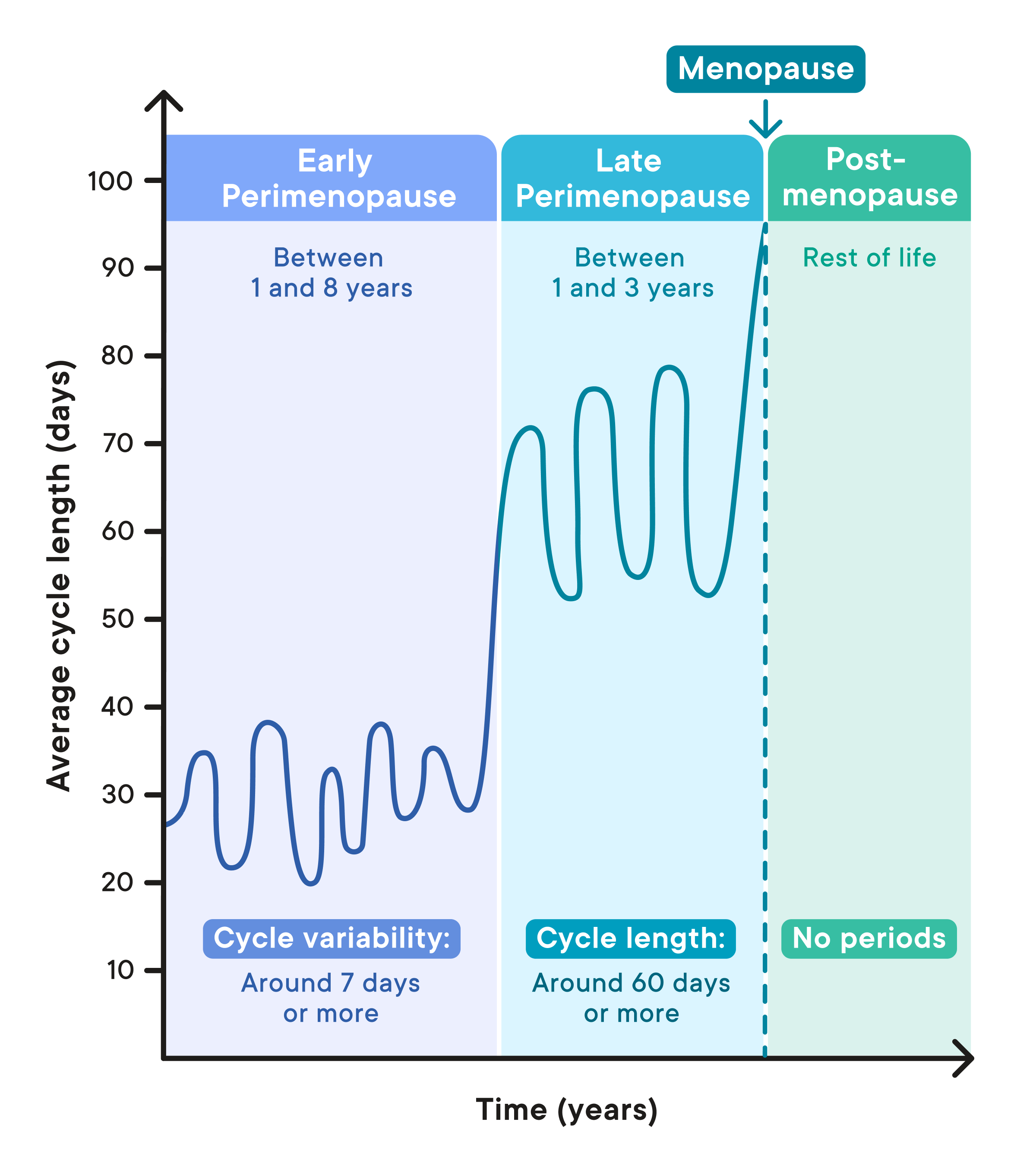 diagram from Clue showing the different perimenopause stages including early perimenopause, late perimenopause, and post.