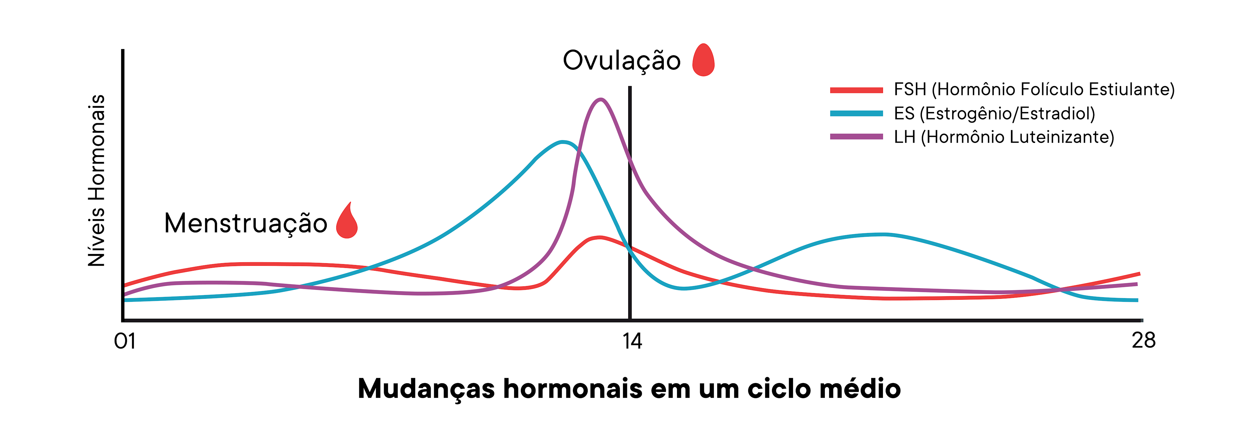 Quantos Ovulos é Liberado Por Mes - FDPLEARN