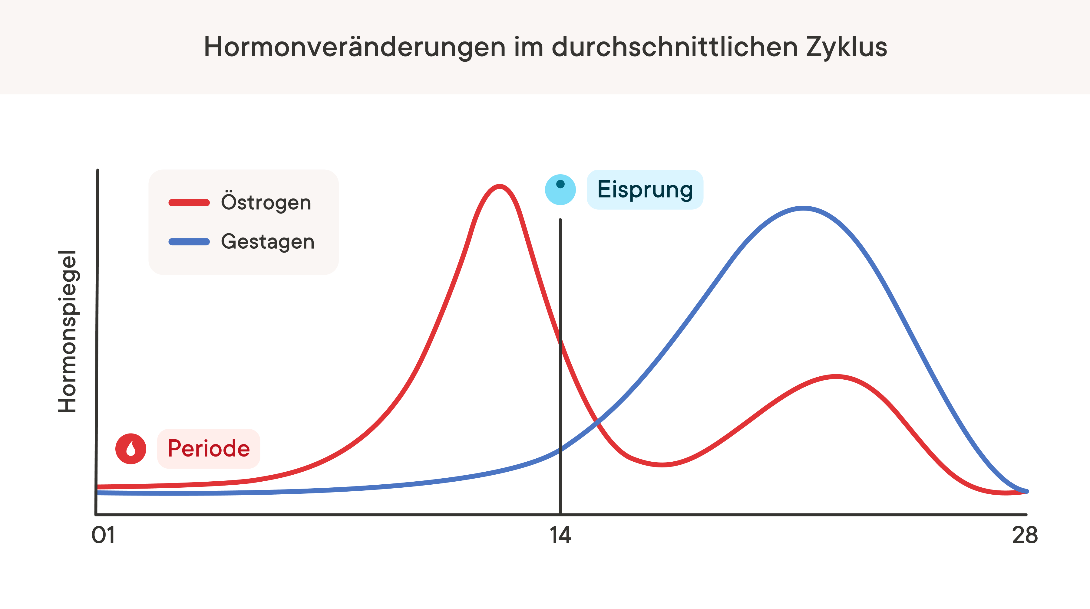A graph depicting how hormone levels change throughout a menstrual cycle