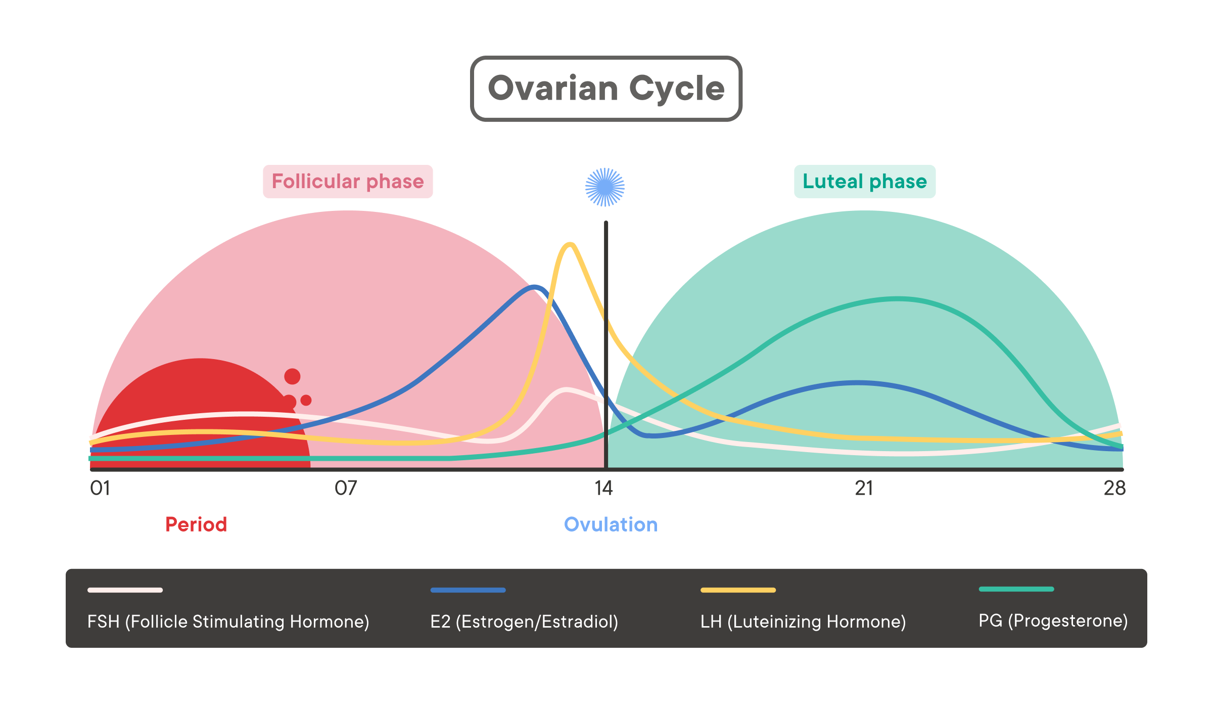 Menstruation Cycle Diagram