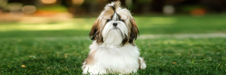 ARTICLE/DOG/BREED/SHIH TZU DESKTOP 900x300