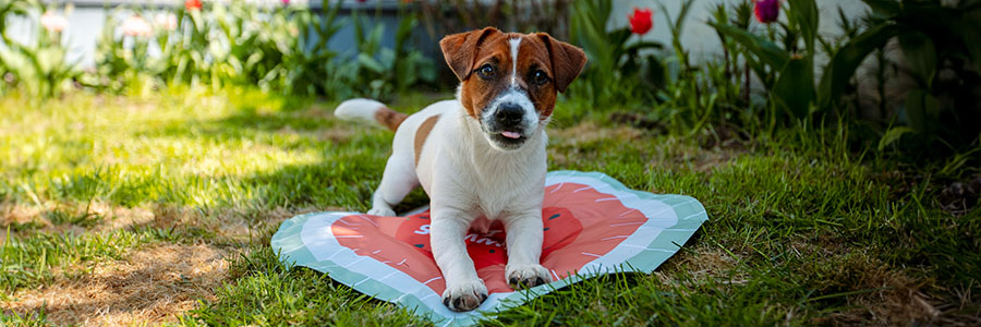Hund som vilar på en kylmatta i form av en vattenmelon utomhus på sommaren
