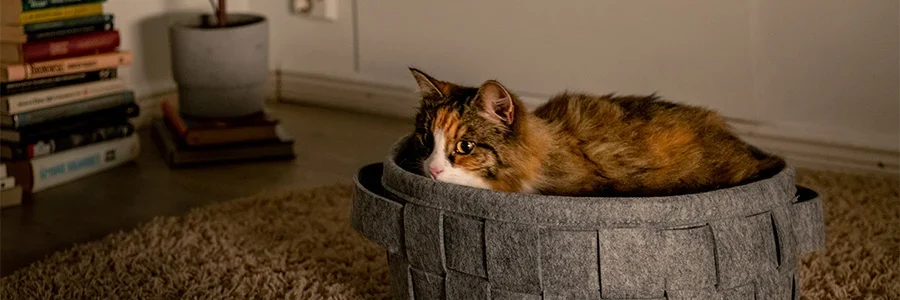 Katten ligger i en korg.