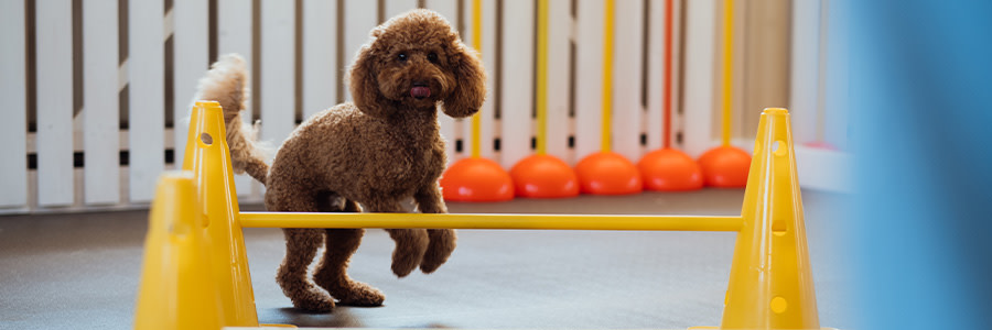 ARTICLE/DOG/BREED/MEDIUM POODLE DESKTOP 900x300