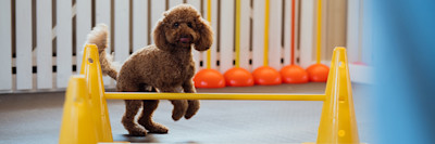 ARTICLE/DOG/BREED/MEDIUM POODLE DESKTOP 900x300