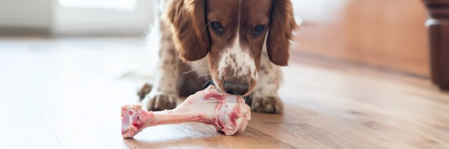 Hund som äter på ett rått djurben