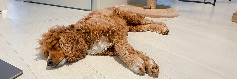 Hund som sover på golvet