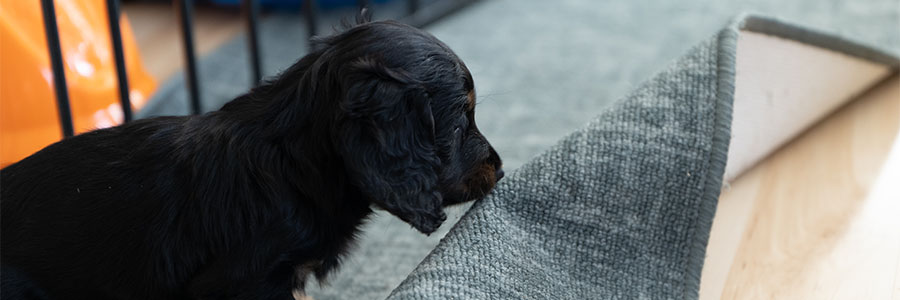 Hundvalp i hundhage