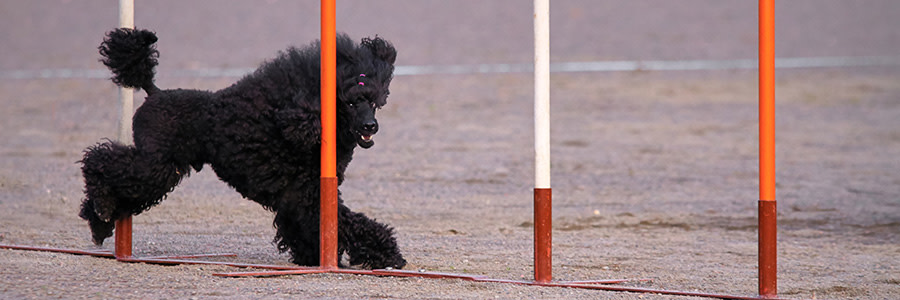 Hund tränar agility